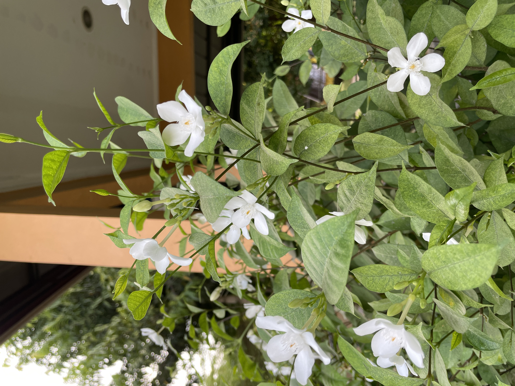 The image shows a close-up of a flowering plant, likely a type of jasmine, with several white flowers and green leaves. The plant is located outdoors, likely in a garden or yard in Bacong, Philippines. In the background, there is a blurred view of a building or structure with a tan-colored beam. The scene is bathed in natural light, suggesting a daytime shot.
