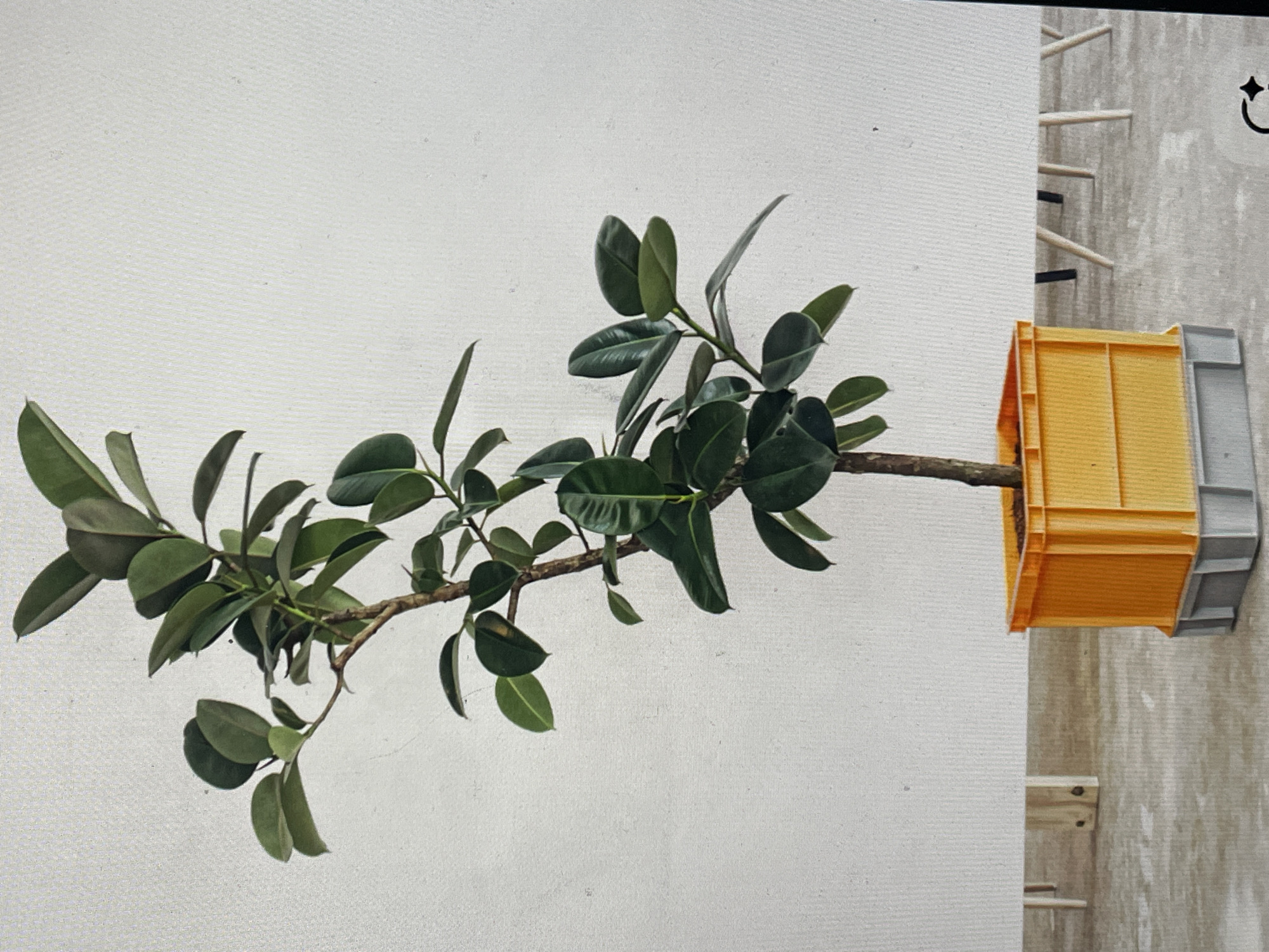 Here's a detailed description of the image:
**Scene:** The image appears to be a photograph taken indoors, likely inside a building.
**Subjects/Objects:**
* **Plant:** The primary subject is a branch from a rubber plant (Ficus elastica) with several glossy, dark green leaves. The branch extends horizontally across the frame.
* **Container:** The branch is held by what appears to be a yellow, plastic crate or container of some kind.
* **Background:** The background is divided into two distinct parts:
* **Left:** A white or off-white wall with a visible texture, suggesting it is either painted or covered with some kind of fabric or wallpaper.
* **Right:** A grey wall with some kind of structure, which includes a ladder.
* **Ladder** The ladder is wooden and has some black components.
**Location:** It is not possible to determine that this image was taken in the city of Saint Petersburg, Russia.
**Actions/Interactions:** There are no actions or interactions depicted in this still image.
**Environment:** The environment is an indoor space with controlled lighting. The image composition suggests a deliberate artistic or design choice.
