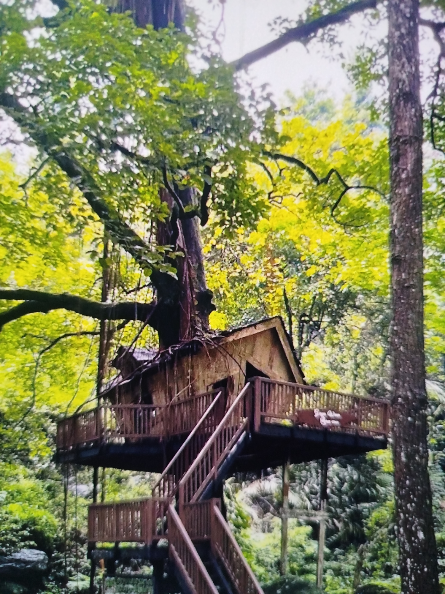 The image shows a rustic treehouse nestled within a dense, lush green forest. The treehouse is constructed of natural wood and features a multi-level design with wooden railings and stairs leading up to it. The surrounding environment is characterized by tall trees with vibrant green foliage, creating a serene and natural atmosphere. The lighting suggests it is daytime, with sunlight filtering through the leaves, casting dappled shadows on the treehouse and forest floor. The overall scene evokes a sense of seclusion and immersion in nature. The location is identified as being in Bandungrejo, Indonesia.