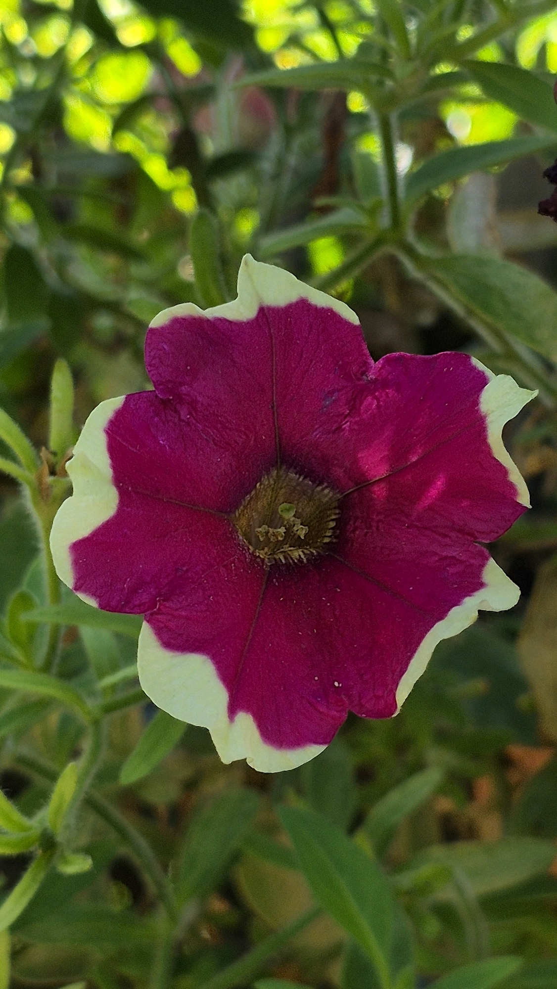 A close-up, vertical shot captures a vibrant, magenta petunia flower with a cream-colored edge. The flower's center is a dusty brown with hints of green. The petals are ruffled, with delicate veins radiating from the center. The background is a blur of green foliage, with some areas catching bright sunlight, suggesting an outdoor setting. The image is crisp, with the flower in sharp focus and the background softly blurred.