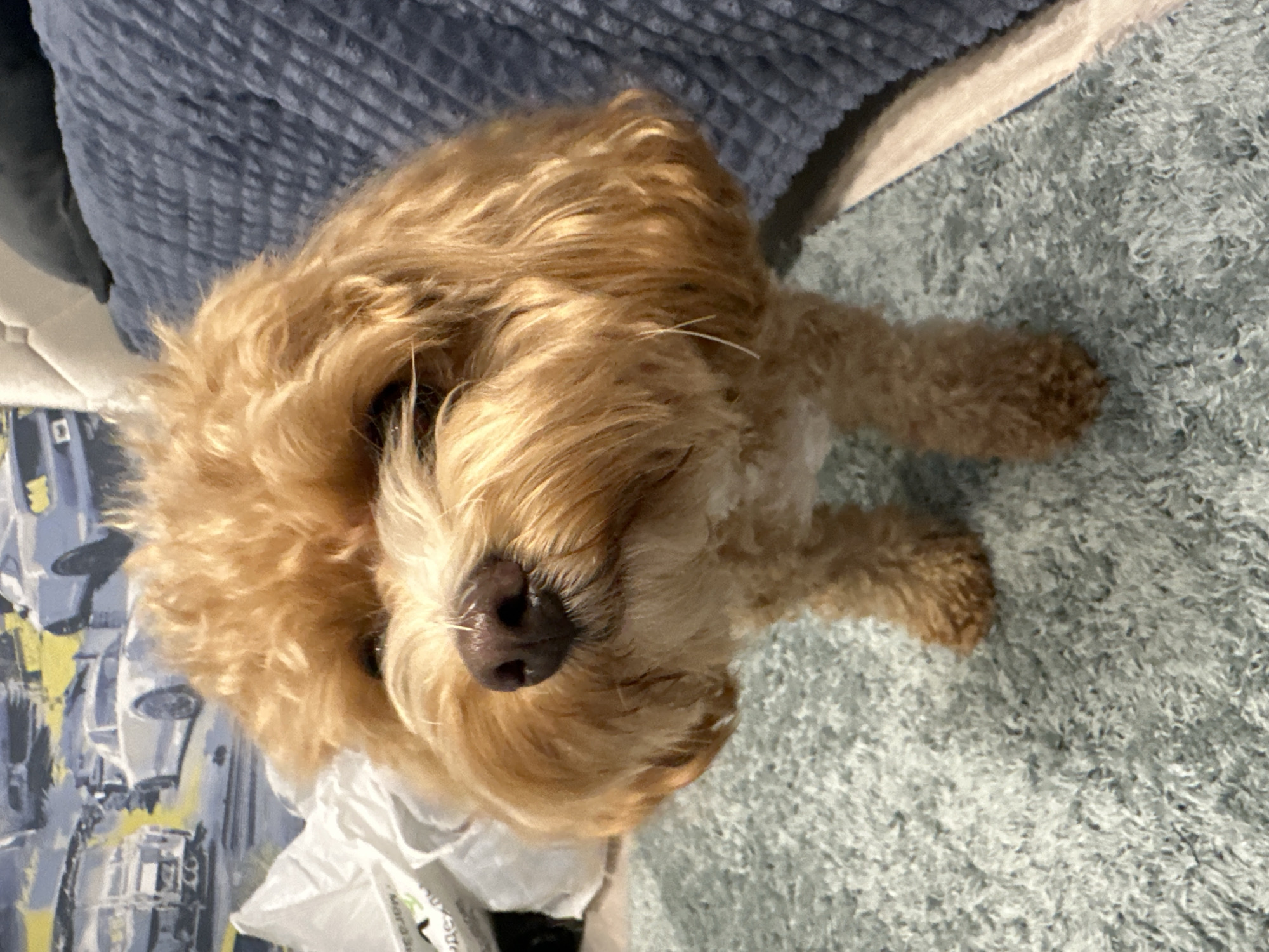 A small, fluffy, light brown dog stands on a pale blue carpeted floor, facing the camera. The dog's fur is curly and appears somewhat shaggy around its face, with its dark brown nose and eyes clearly visible. Behind the dog, to the left, a white plastic bag with some text is partially visible. Further in the background on the left, there is a wall with a mural depicting several cars. To the right of the dog, a dark blue quilted blanket covers a surface, possibly a bed or sofa. The lighting suggests an indoor setting, possibly a domestic environment. No specific landmarks or features that would indicate its location in Minsk, Belarus, are present in the image.