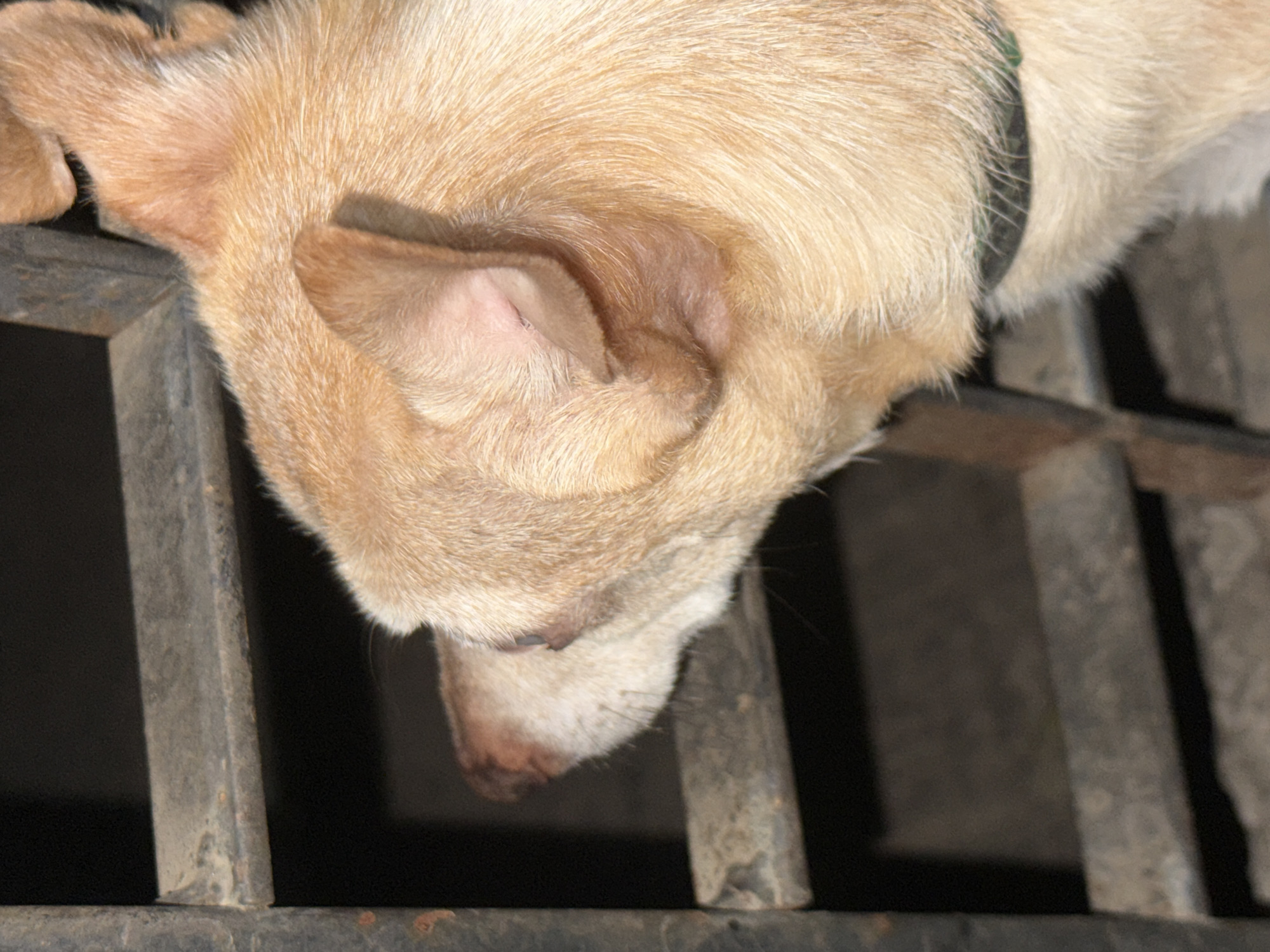 A tan dog with short fur and a black collar peers through a weathered metal grate. The dog's head is tilted downward, its nose close to the grate. The setting appears to be outside, possibly a street scene, with dark shadows obscuring the background. The dog's attention seems focused on something below the grate. There is no indication of the location being Mexico City.