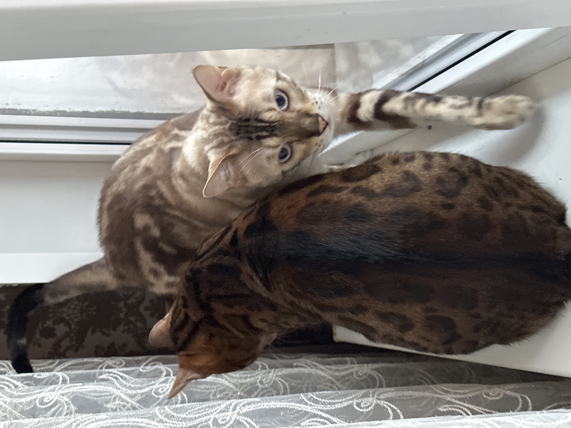 Two Bengal cats are positioned on a windowsill. The cat in the foreground, facing away from the camera, has a dark brown coat with distinct black spots. The cat in the background, facing the camera, has a lighter brown coat with darker brown rosette markings and blue eyes. It is stepping forward with its right front paw. A sheer white curtain with a lace pattern is visible to the left of the cats, and a window frame and pane are to the right. The scene takes place indoors on a windowsill in Energetik, Russia.