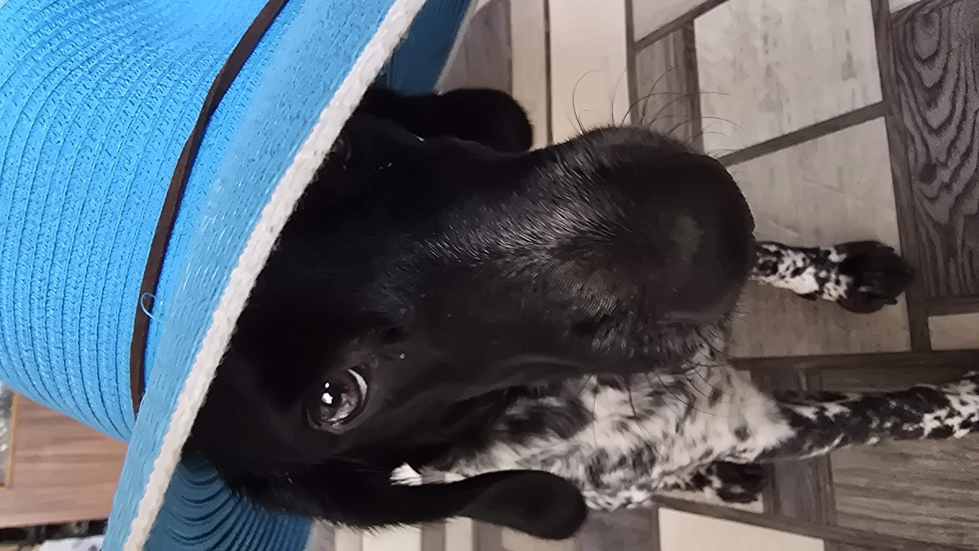 A close-up, vertical, eye-level shot captures a black and white speckled dog wearing a bright blue woven sun hat with a white and brown band. The hat is tilted forward, obscuring the dog's forehead and casting a shadow over its eyes, allowing only one large, brown eye with a reflective glint to be fully visible. The dog's nose is prominent, with visible whiskers. Its ears, one floppy and black, and the other partially covered by the hat, are visible on either side of its head. The dog's black fur transitions to a speckled pattern on its chest and legs. The background consists of a tiled floor with a wood-grain pattern and some out-of-focus vertical lines, suggesting an indoor setting. The overall impression is that of a portrait of a dog dressed in a whimsical hat, possibly in a domestic environment.
