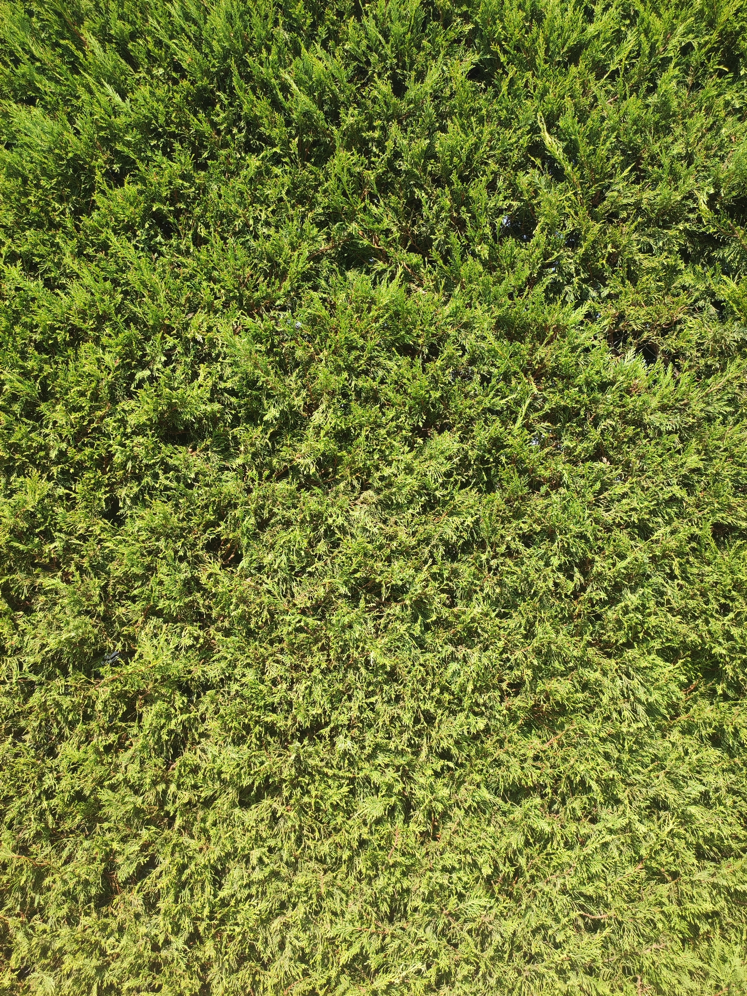 This is a close-up, full-frame, aerial view of a dense green hedge. The hedge is composed of numerous small, needle-like leaves, creating a textured surface. Sunlight illuminates the foliage from the top left, casting shadows and highlighting the various shades of green. No people, objects, actions, or interactions are visible. The environment is solely the hedge itself, suggesting it is part of a larger garden or landscaping feature in Traspinedo, Spain.