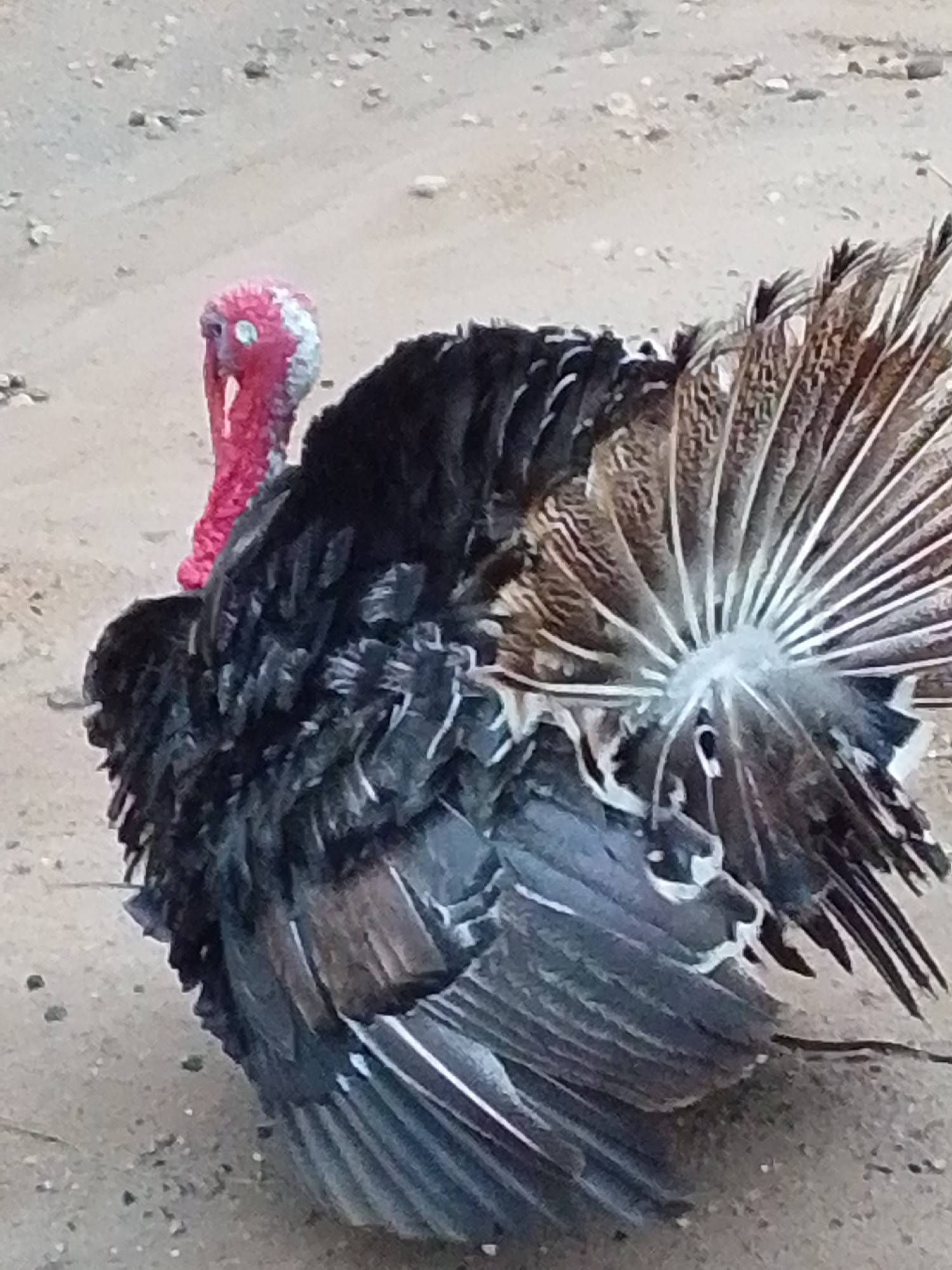 A turkey stands on a sandy, dirt ground in Serti, Nigeria. The turkey is facing away from the camera, with its fan of tail feathers spread open. Its head, with a red wattle, is visible on the left side of the image. The ground is a light brown color and appears to be composed of sand and small stones. There is no evidence of any other animals or people in the image. The lighting suggests it is daytime.