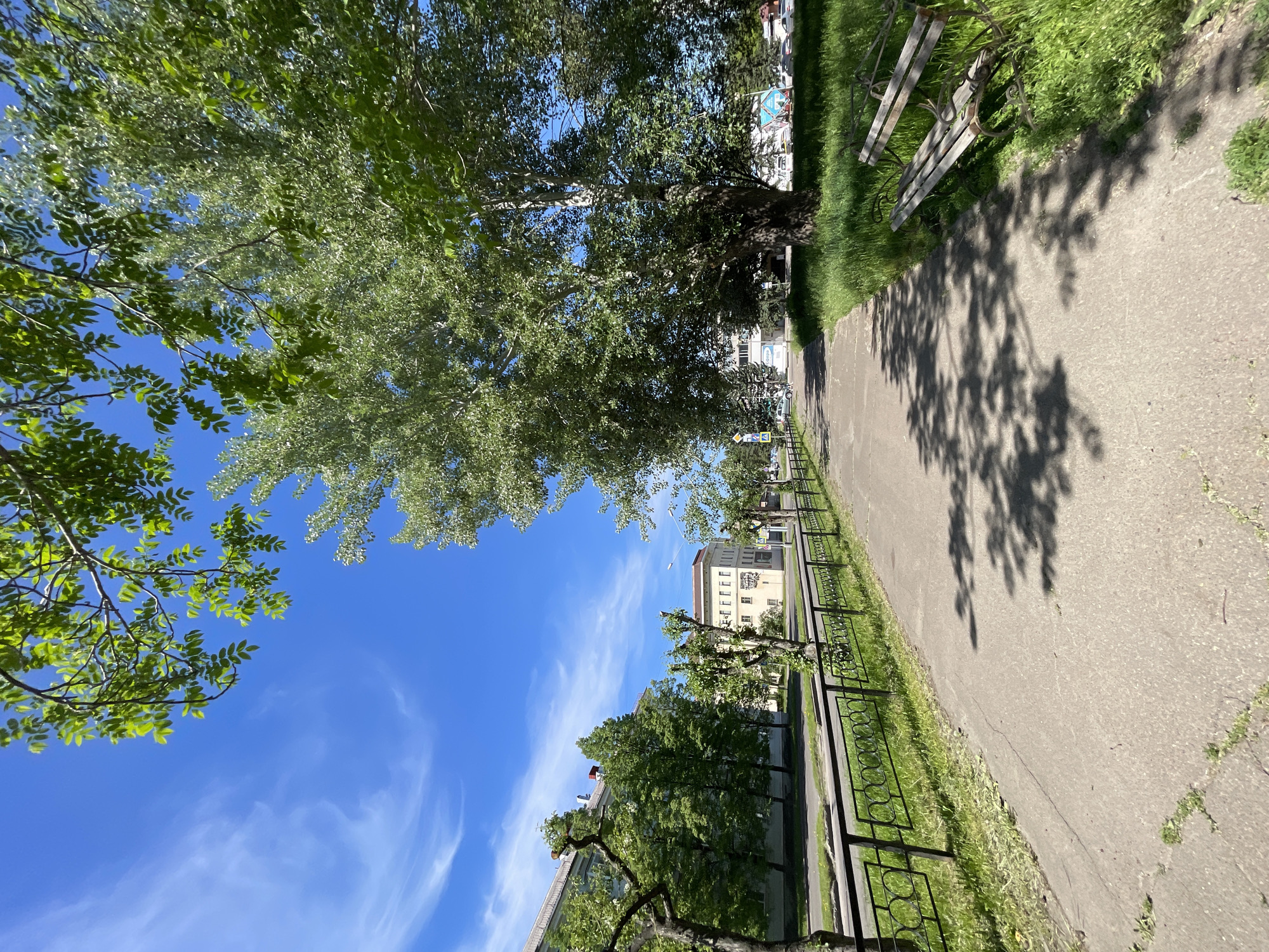The image depicts a concrete pathway flanked by green grass and trees under a clear blue sky with sparse, wispy white clouds on a sunny day in Zheleznogorsk, Russia.
In the immediate foreground, a light-grey concrete path extends from the bottom center towards the upper center-left, showing cracks and small patches of green vegetation. To the left of the path, a low black metal fence with alternating circular and diamond patterns runs parallel, separating the path from a strip of mown grass and a paved road beyond. Several small, pruned trees with new green foliage are planted behind this fence.
To the right of the path, a section of long, bright green grass contains a weathered wooden bench with dark metal armrests and legs, angled slightly away from the path. Overhead, the canopy of deciduous trees with bright green leaves partially obscures the sky, casting distinct shadows onto the path below. Further along the right side of the path, a large, mature deciduous tree with a thick trunk and dense green foliage dominates the mid-ground.
Beyond the fence and the road on the left, multi-story buildings are visible. One prominent building on the left has a light-colored (possibly light blue or grey) facade with multiple windows and a visible red-tiled section of its roof. Further down the street, a light-beige or yellowish building with a red roof and numerous windows is discernible. Road signs are visible on the left side of the road, including a blue square sign with a white downward arrow and a yellow triangular sign with a black 'A'. A white car is partially visible on the road in the distance. No individuals or animals are present in the scene.