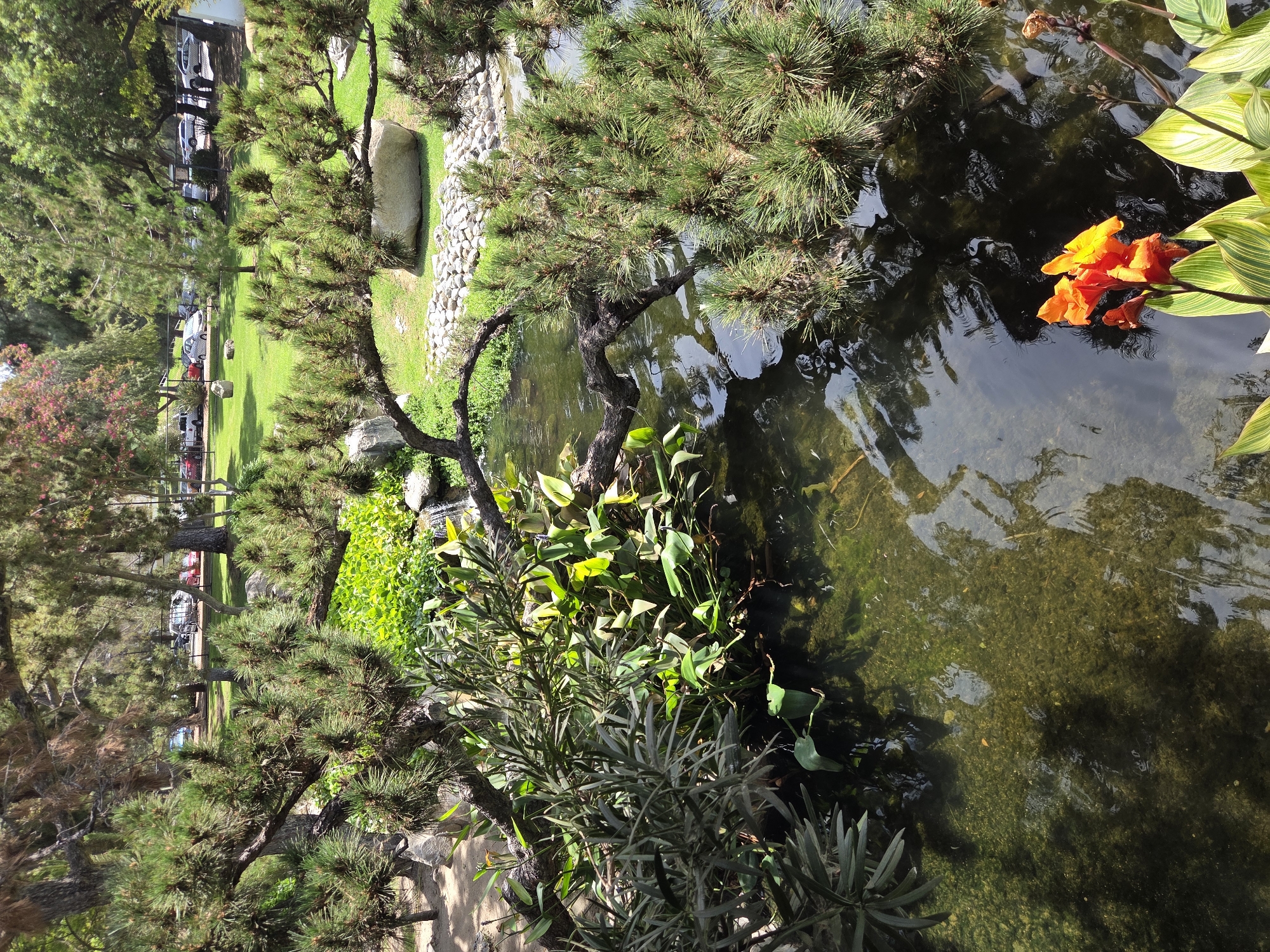 The original image depicts a tranquil garden scene within Brand Park in Glendale, California. In the foreground, a dark pond is visible, reflecting the dappled sunlight and the shadows of surrounding trees. Aquatic plants, including lily pads and reeds, populate the water's surface. A vibrant orange flower with broad, striped green leaves stands prominently near the pond's edge. Pine branches with dense needles arch over the water, obscuring parts of the background.
Beyond the pond, a lush green lawn stretches out, dotted with large, smooth boulders. In the mid-ground, a gentle cascade of water flows into the pond, creating a subtle waterfall effect. Further back, a chain-link fence delineates the park area from a parking lot, where several cars are parked under a canopy of mature trees. The background is filled with a variety of trees, some with lighter green foliage and others with pinkish-red blossoms, suggesting a late spring or summer setting. The overall atmosphere is serene and natural.
