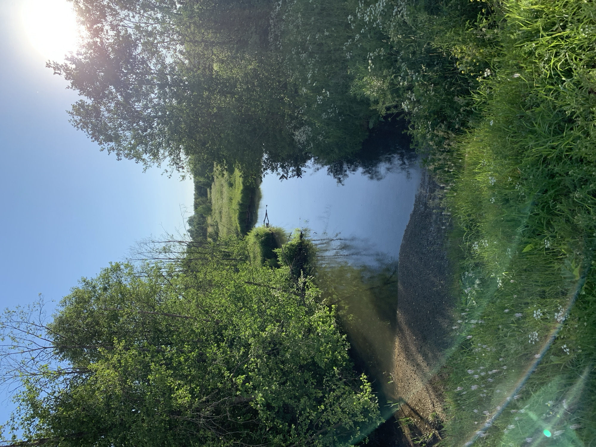 A tranquil scene unfolds in a natural setting, likely on the outskirts of the city of Oktyabrsky, Russia, during daylight hours. A narrow, calm body of water, possibly a stream or small river, meanders through lush green foliage. Tall trees with dense, vibrant green leaves line both banks, casting dappled shadows on the water's surface. The water reflects the clear blue sky and the surrounding vegetation. In the foreground, the bank transitions to a gravelly area, and beyond that, a meadow is filled with tall green grass dotted with small white wildflowers and a few pale pink, bell-shaped flowers. The sun is high in the sky, partially obscured by the leaves of trees on the right, casting a bright glow and lens flare across the upper right portion of the image. The overall atmosphere is peaceful and serene, suggesting an untouched natural landscape.