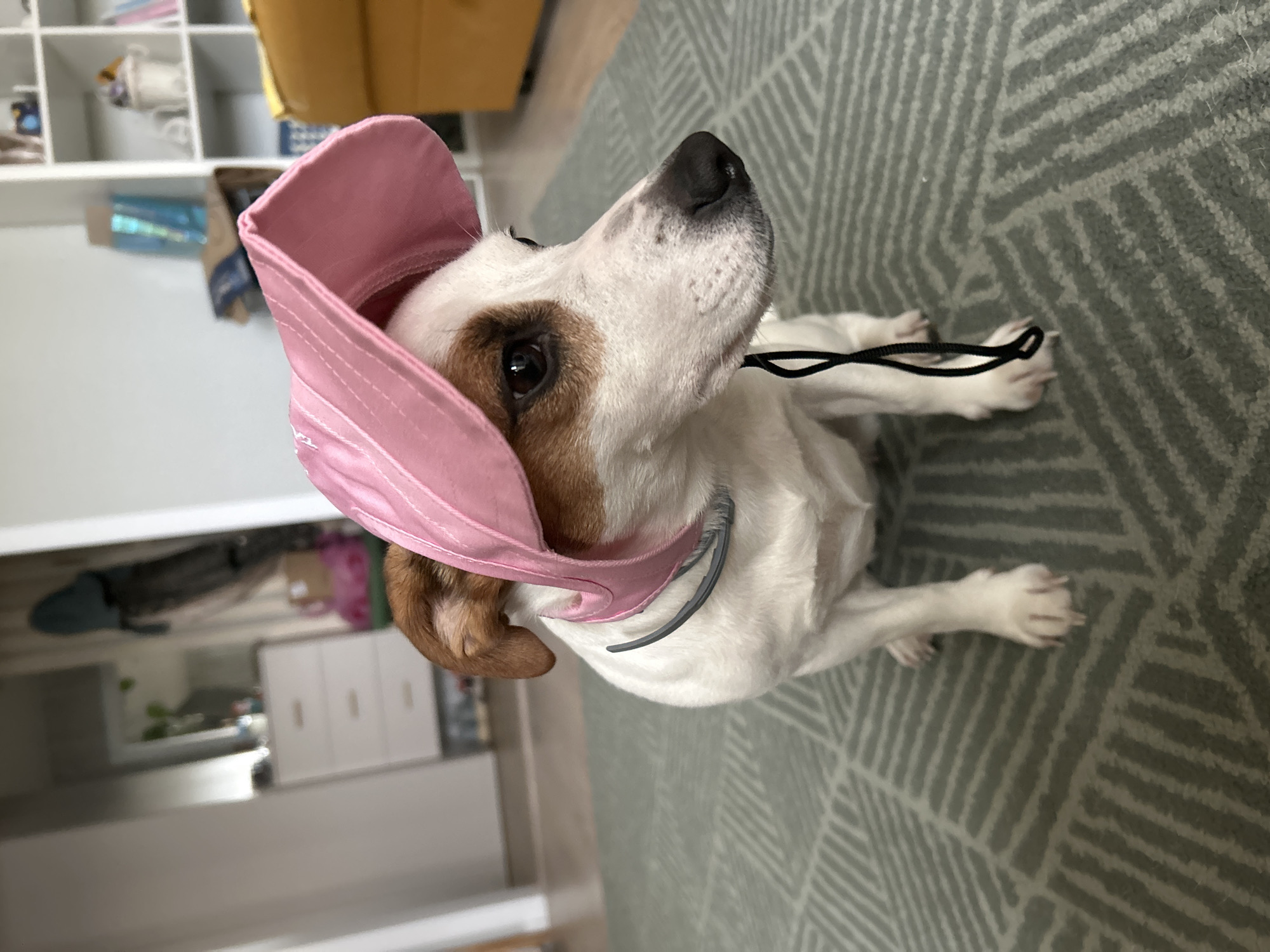 A light-colored dog, possibly a Jack Russell Terrier or a similar breed with white fur and brown patches on its head, is the central subject of this indoor photograph. The dog is positioned on a grey rug with a repeating geometric pattern, looking upwards and slightly to the right with an attentive expression. It is wearing a pink sun visor or cap, which is slightly askew on its head, with a black elastic cord visible near its front paws and under its chin.
The setting appears to be a domestic interior, likely a living room or a multi-purpose room. In the background, a white shelving unit with multiple compartments filled with various items is visible. To the left, there's a glimpse of a yellow piece of furniture, possibly a chair or cushion. Further back and blurred, other household objects like bottles, boxes, and what might be a mirror or reflective surface are present, indicating a lived-in space.
The dog's eyes are dark and expressive, conveying a sense of curiosity or engagement with something out of frame. The overall mood is light and playful, primarily due to the dog's attire. There is no visible text in the image. The location context for this domestic scene is Chaikovsky, Russia.
