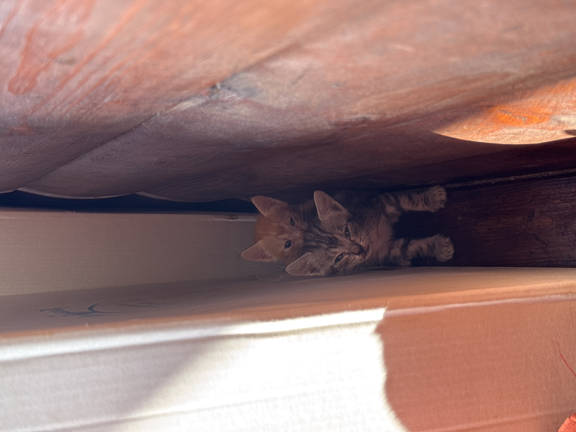 Two kittens are nestled in a narrow gap between two surfaces. The kitten in the foreground is a tabby with a striped pattern, looking directly at the camera with its eyes partially closed. Behind it, an orange kitten peeks out, also with partially closed eyes. The background is dark and indistinct, suggesting a confined space. The lighting suggests an outdoor or semi-outdoor setting, possibly an alleyway or a space between buildings in Godelleta, Spain. The overall impression is of two small animals seeking shelter.
