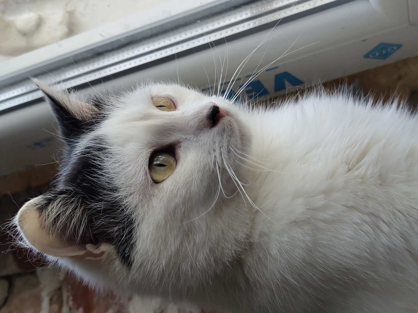 A close-up photograph depicts a white cat with black markings on its head lying near a window. The cat is looking upwards, its eyes are partially open and yellowish-green. The cat has long white whiskers. The background is blurred but suggests the window frame and a brick wall.