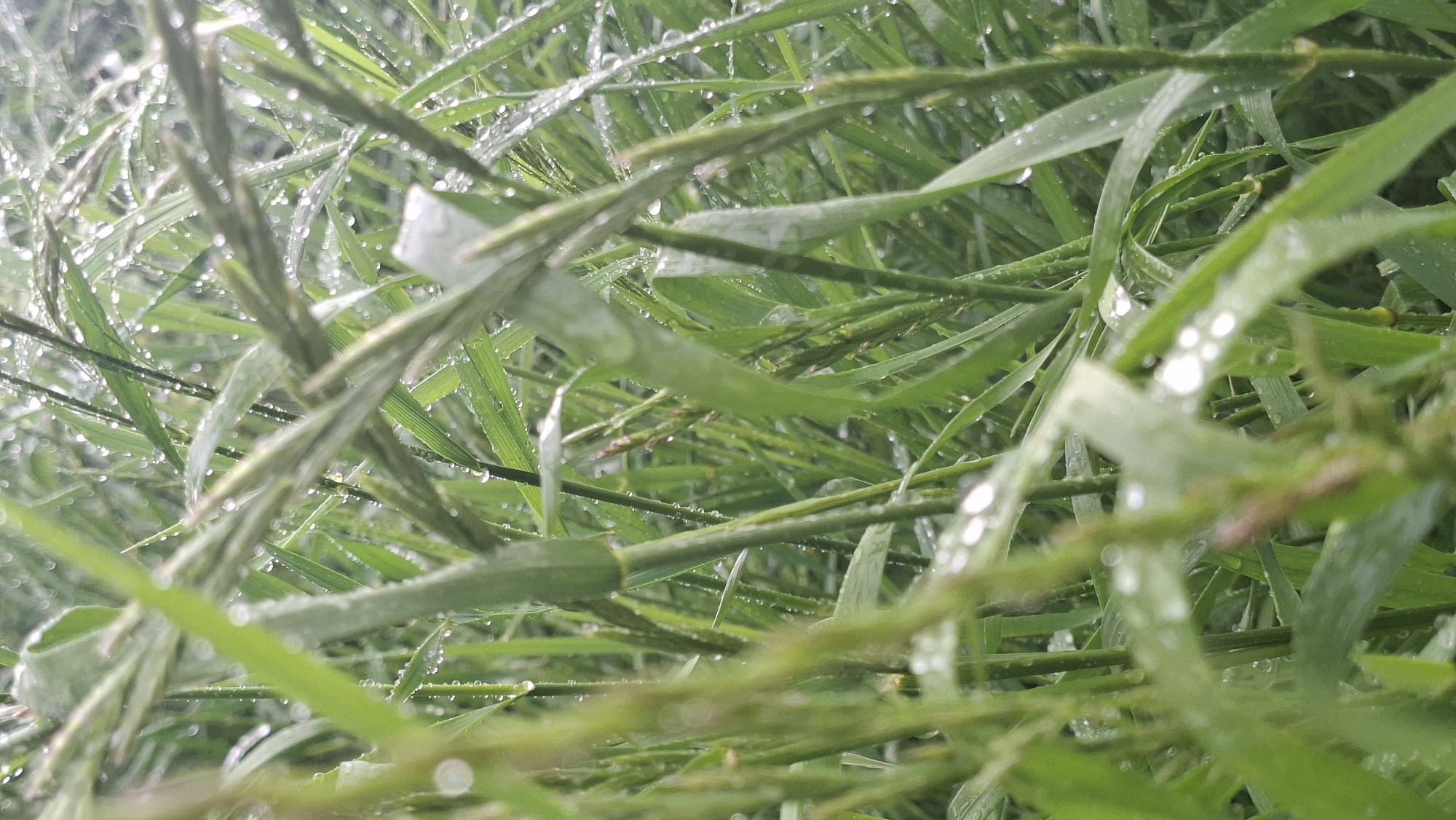 The image shows a close-up view of lush green grass covered in water droplets. The location is Забалоцкі сельскі Савет, Belarus, based on the provided coordinates. The grass blades are thin and pointed, densely packed together, creating a textured, slightly blurred foreground. The droplets of water reflect light, giving the scene a dewy, fresh appearance. No people or other objects are visible in the image. The environment is characterized by abundant moisture and vibrant plant life.