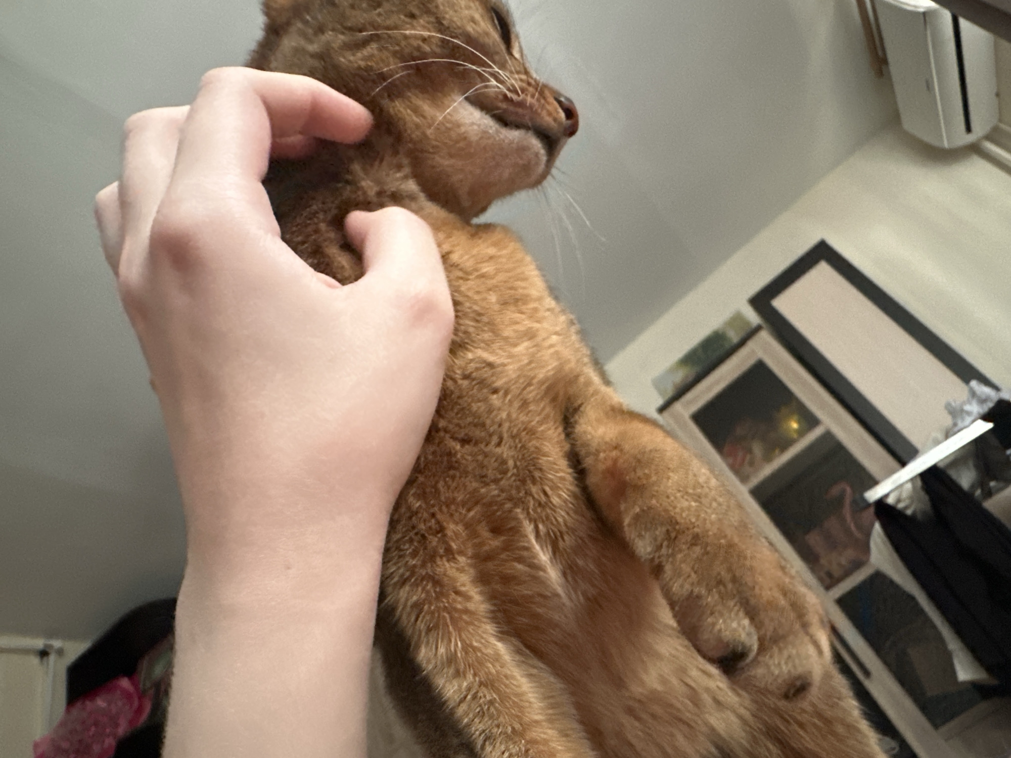 A person's hand is scratching the neck of a brown cat. The background includes a cabinet and a wall. There is no indication of this image being in Moscow, Russia.