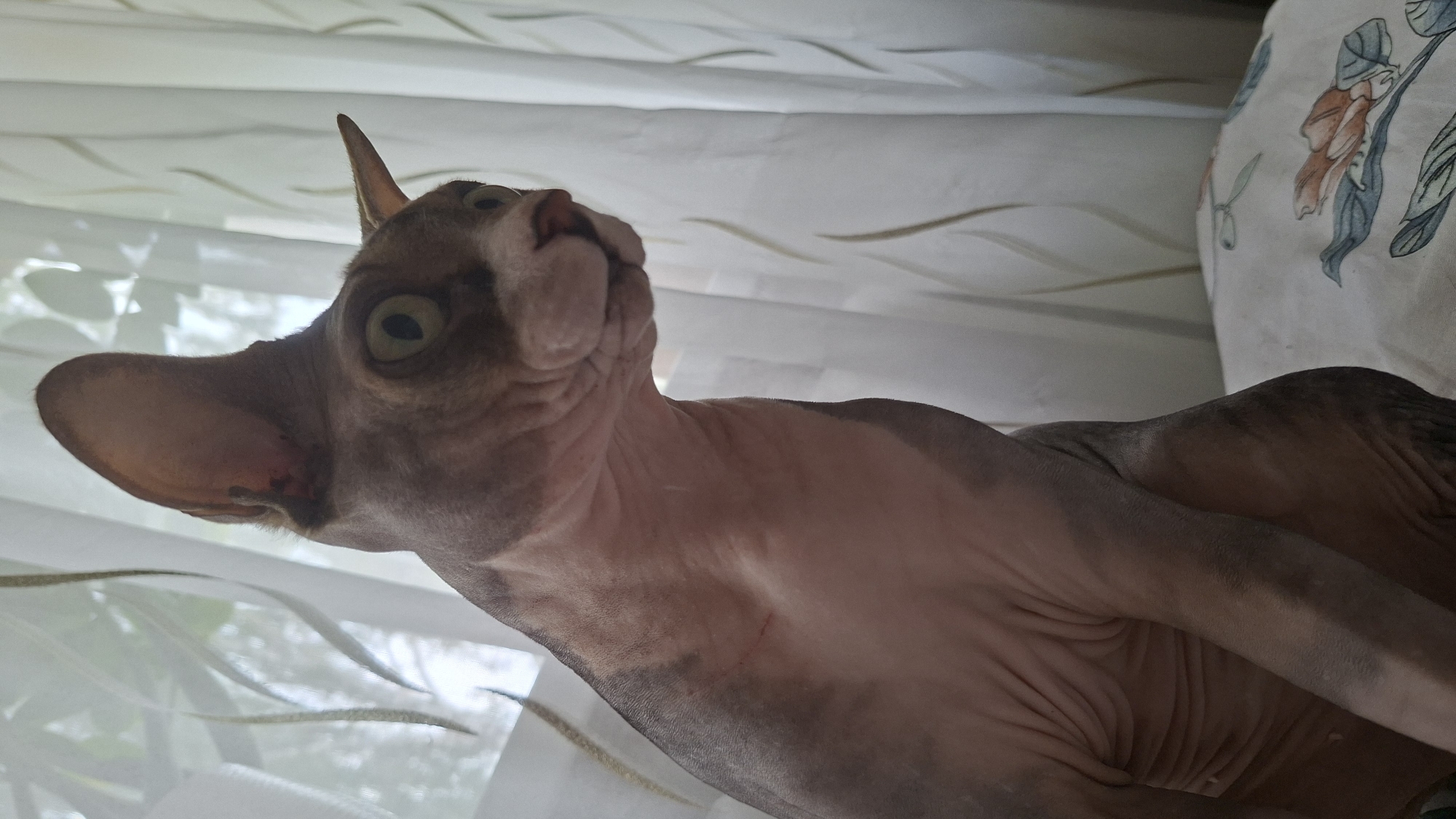 A medium shot shows a hairless cat, possibly a Sphynx breed, sitting on a patterned surface against a backdrop of sheer white curtains. The cat is positioned to the left of the frame, facing right, with its head turned slightly further to the right. Its large, prominent ears are visible, with the left ear slightly tilted forward and the right ear pointing upwards. The cat's large, round eyes, which appear to be green, are wide open and staring off-frame to the right. Its nose is pink, and its mouth is slightly open, revealing a hint of its teeth. The cat's skin is wrinkled, particularly around its neck and chest, and has patches of darker gray fur concentrated on its head and upper body. A faint red scratch mark is visible on the cat's left flank. The background consists of white, translucent curtains that diffuse the light coming from outside, creating a soft, slightly blurred effect. The patterned surface beneath the cat appears to be a pillow or fabric with a floral design featuring muted orange and blue tones. The scene is indoors, with the lighting suggesting it is daytime. The location is not determinable from the image.