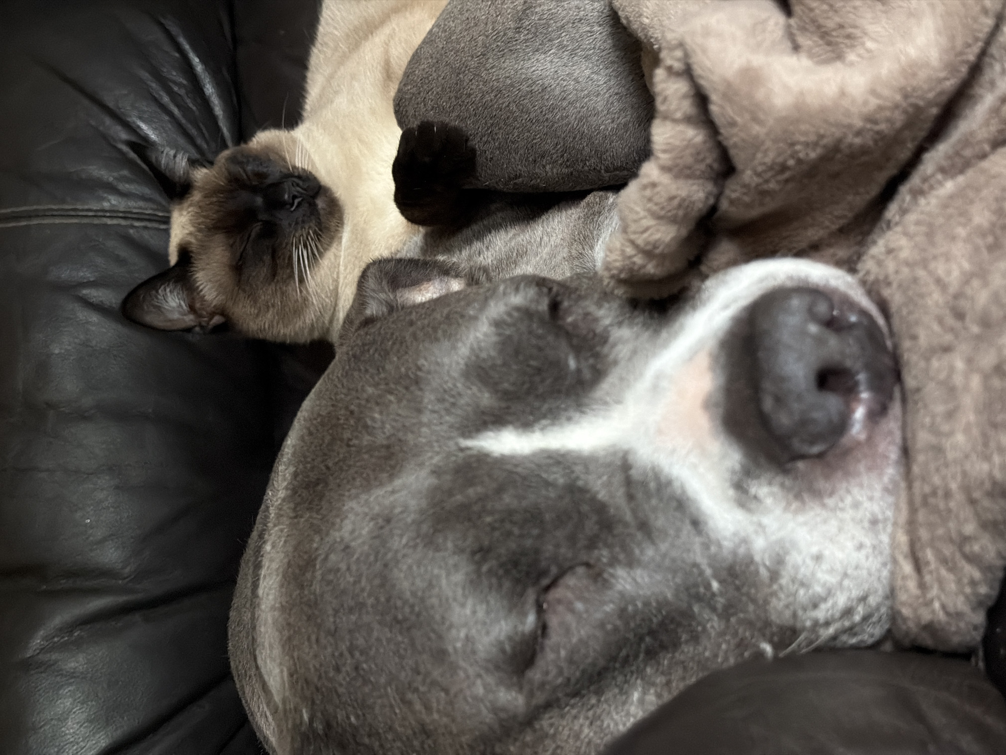 The image shows a Siamese cat and a gray and white dog sleeping together on a dark leather surface, likely a couch. A gray blanket is draped over part of the dog. The cat is positioned to the left, its face visible with closed eyes and visible whiskers. The dog is situated to the right and slightly below the cat, with its nose prominent and also appearing to be asleep. There is no indication of the location being Esch-sur-Alzette, Luxembourg, or any city.