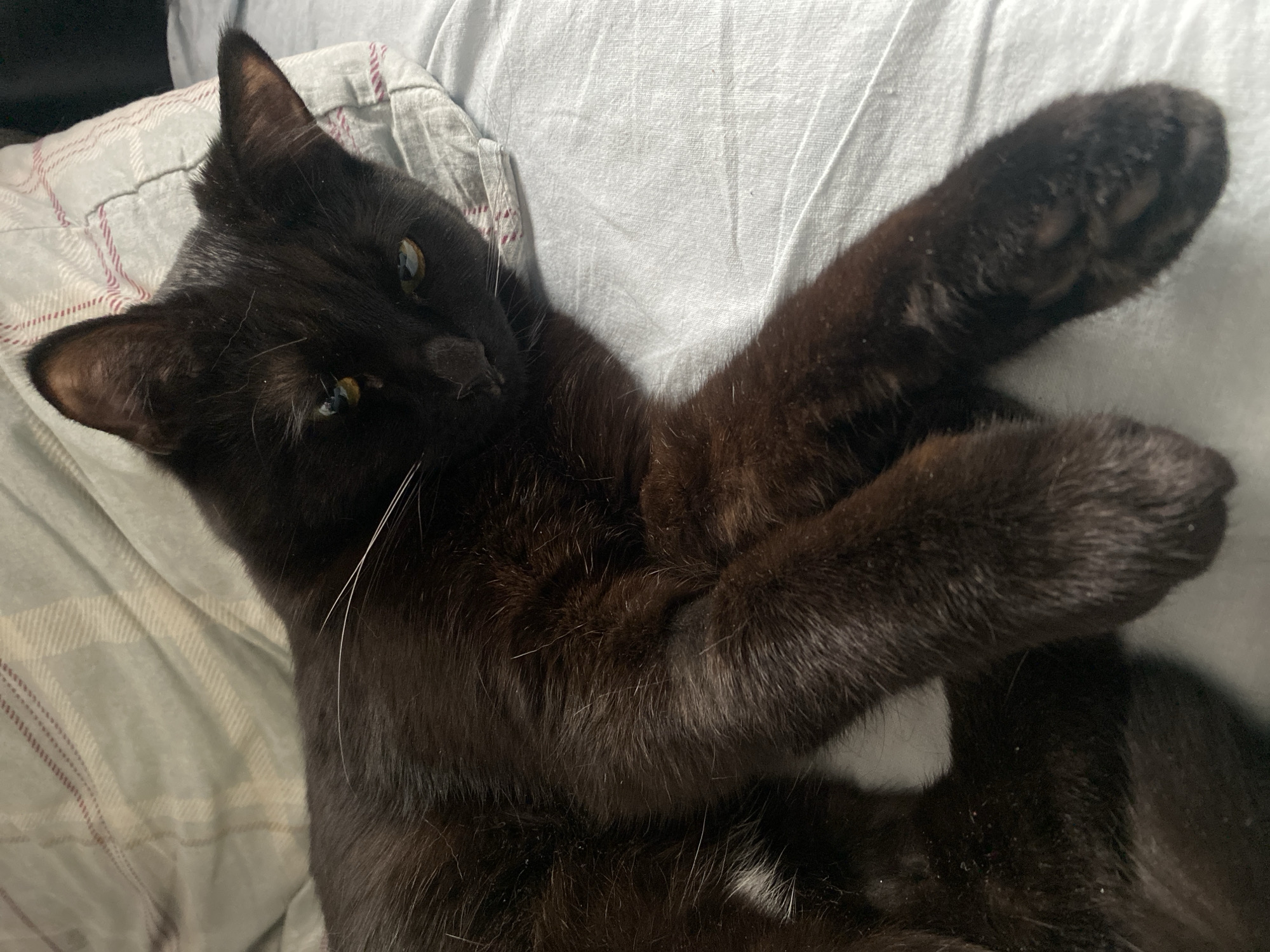 A black cat with yellow eyes is lying on a bed with white sheets and a pillow with a gray and pink striped pattern. The cat is on its side with its paws crossed in front of its chest. The cat appears relaxed. No information to connect the image to Izhevsk, Russia.