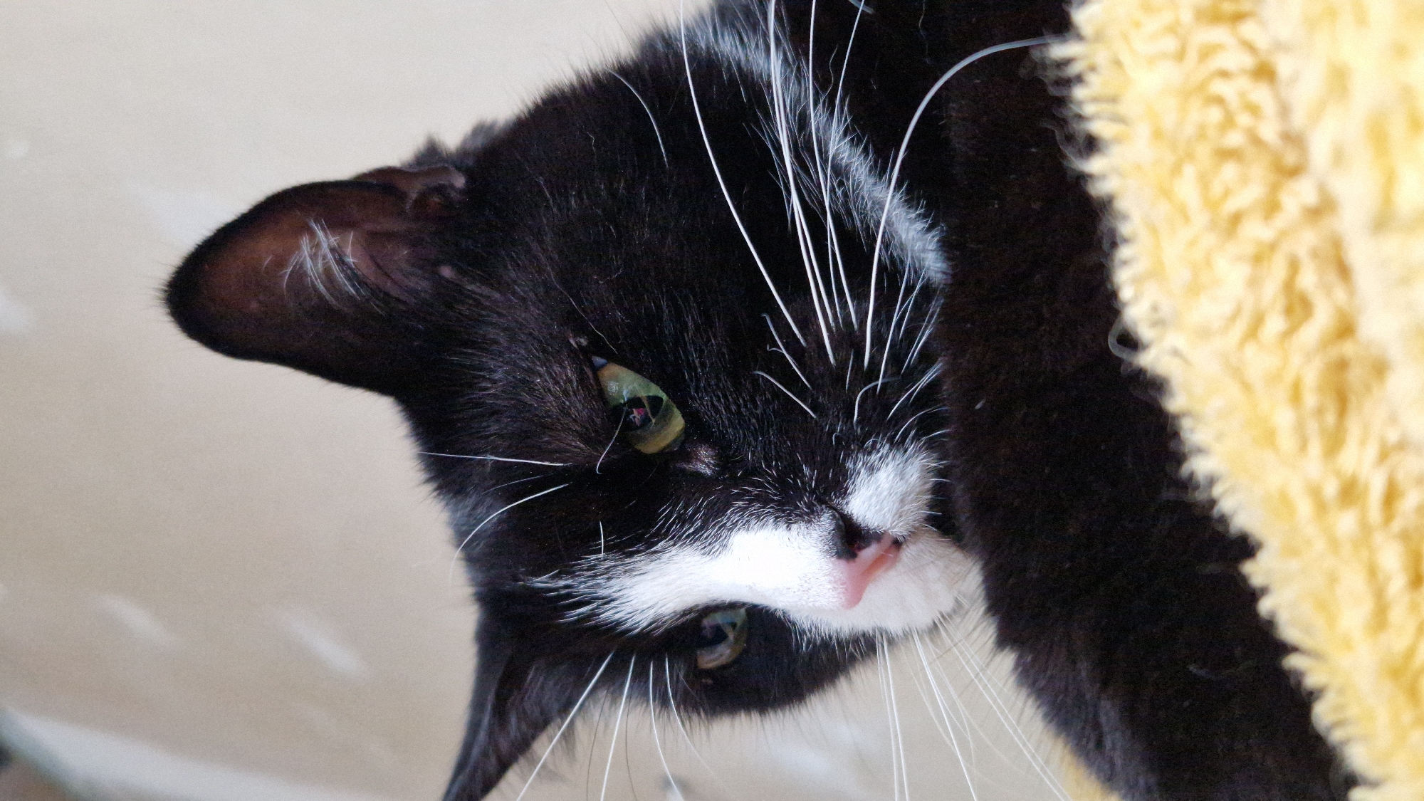 A close-up, eye-level shot captures a black and white cat with green eyes. The cat's head is turned to the left, revealing its profile. A white blaze runs down its nose and across its muzzle. The cat rests on a textured yellow surface, possibly a blanket or cushion. The background is a plain, light-colored wall with subtle shadows. This image appears to have been taken indoors, not in Riga, Latvia.