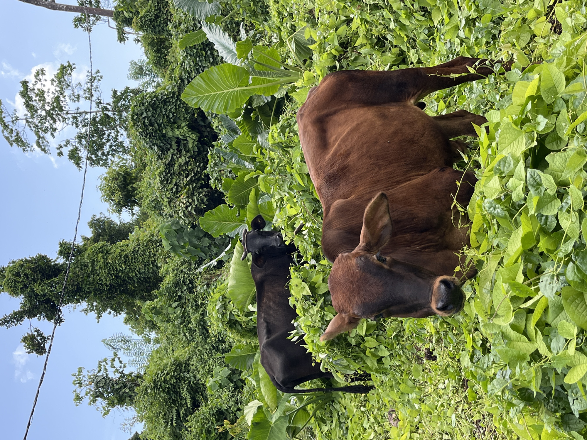 The image displays two cows amidst lush green vegetation in Kathaluwa, Sri Lanka. In the foreground, a brown cow with its head facing the camera is partially obscured by vibrant green leaves. Behind it, a darker-colored cow stands looking towards the right side of the frame. The background consists of dense foliage, large green leaves, and trees, with a partly cloudy blue sky overhead. A dark wire is visible stretching across the top of the image.