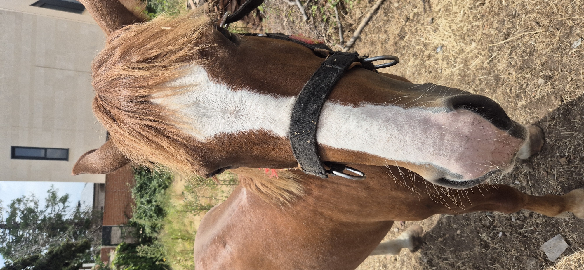 The media file is a photograph of a brown horse with a white blaze on its face. The horse is wearing a black halter with metal rings. The image is a close-up shot of the horse's head and upper body, with the background showing dry grass and some greenery. The horse's mane is light brown and appears somewhat messy. A portion of a modern building with a rectangular window is visible in the upper left corner of the image, suggesting an outdoor setting near human habitation. The lighting suggests it is daytime, possibly late afternoon given the shadows. There are no people visible in the media file. The horse's expression is neutral. The orientation of the image is rotated.