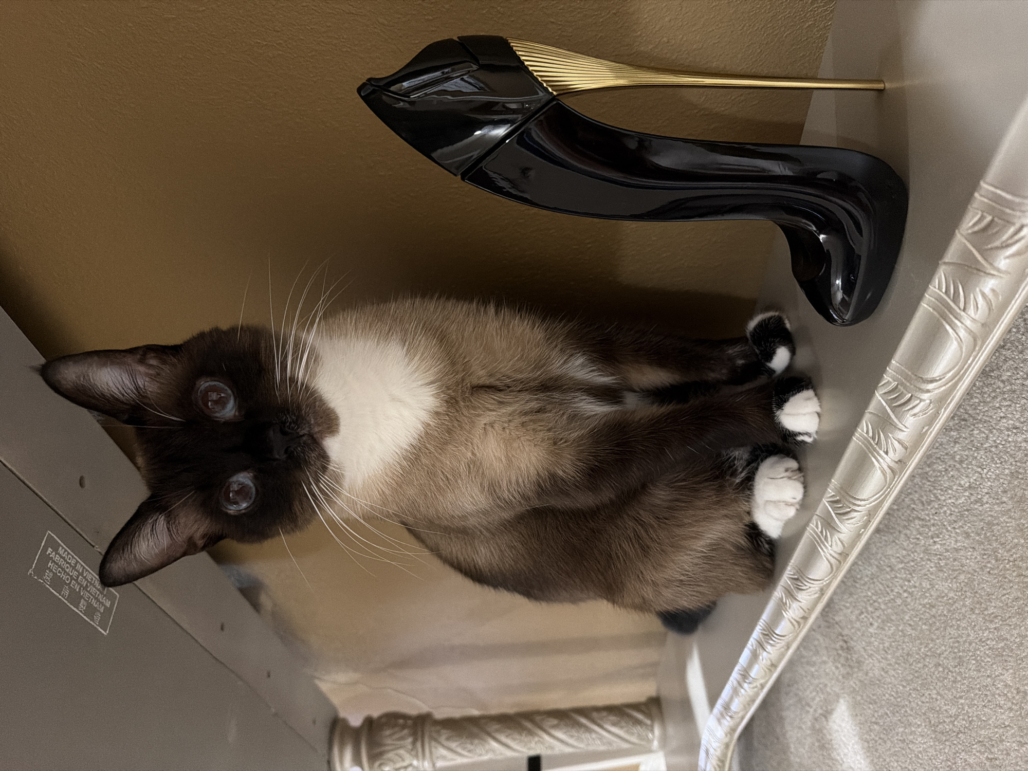 A Siamese cat sits on a shelf next to a black stiletto-shaped perfume bottle. The cat is dark brown with white paws and chest, and has striking blue eyes. The perfume bottle is glossy black with a gold stiletto heel and is standing upright. The shelf is a light gray color and has a decorative trim along its edge. Behind the shelf is a textured brown wall. Above the shelf, part of a table is visible with a sticker that reads "MADE IN VIETNAM". The image appears to be taken indoors in a domestic setting. There is no indication of the specific location within the city of Riverview, United States of America.
