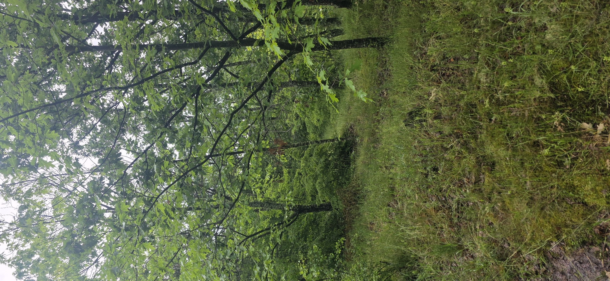 A densely wooded area with green foliage and tall trees. The ground is covered in grass and moss. There is a narrow path running through the scene. The location in the city of Esen, Bulgaria, is not ascertainable from the image.