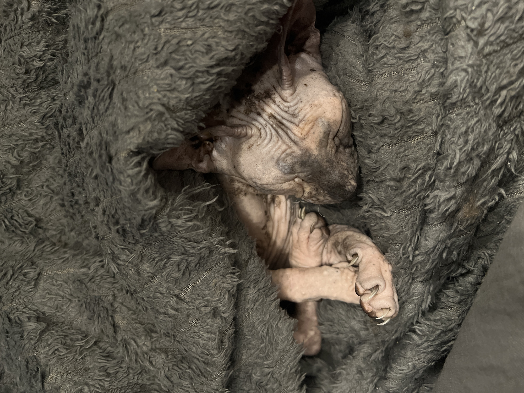 A sphynx cat is nestled in a gray, textured blanket. The cat's head is visible, displaying its wrinkled skin, along with its paws that are tucked close to its body. The background consists solely of the blanket. There is no indication the picture was taken in Khimki, Russia.