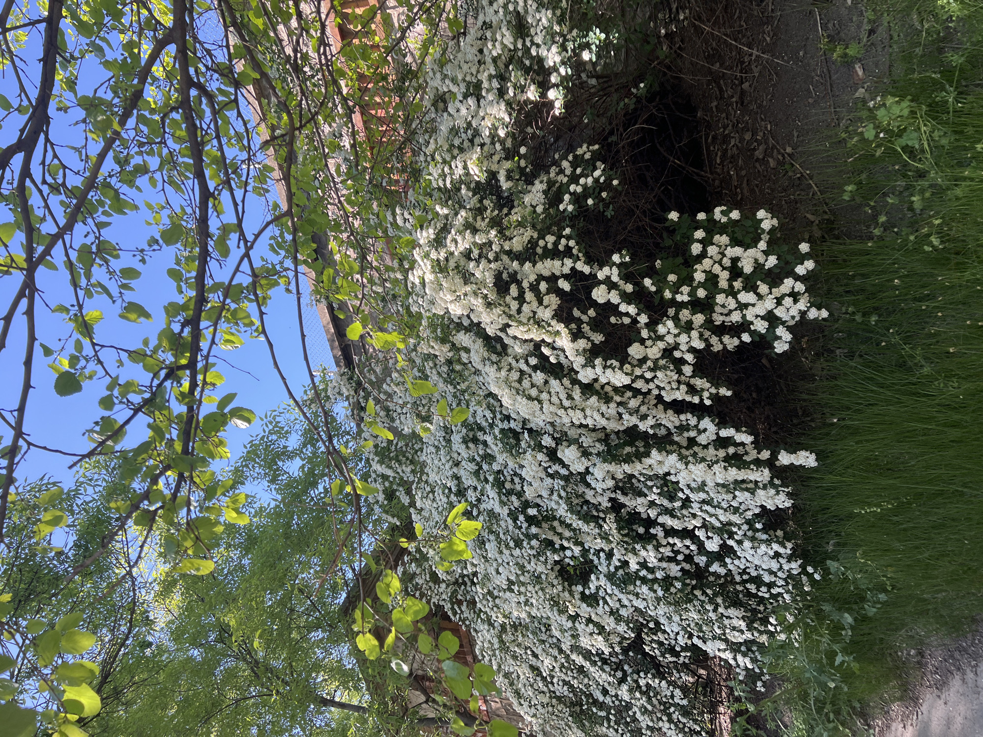 The image shows a garden or park scene, possibly in Plovdiv, Bulgaria, though specific landmarks are not visible. The dominant feature is a large bush or hedge covered in small white flowers, possibly Spirea. A tree with light green leaves is present on the left side of the image, partially obscuring a clear blue sky. The foreground contains green grass and other vegetation. A portion of a brick wall or building is visible behind the flowering bush. No people are visible. The lighting appears to be natural daylight. A path or dirt area is along the right side of the frame.
