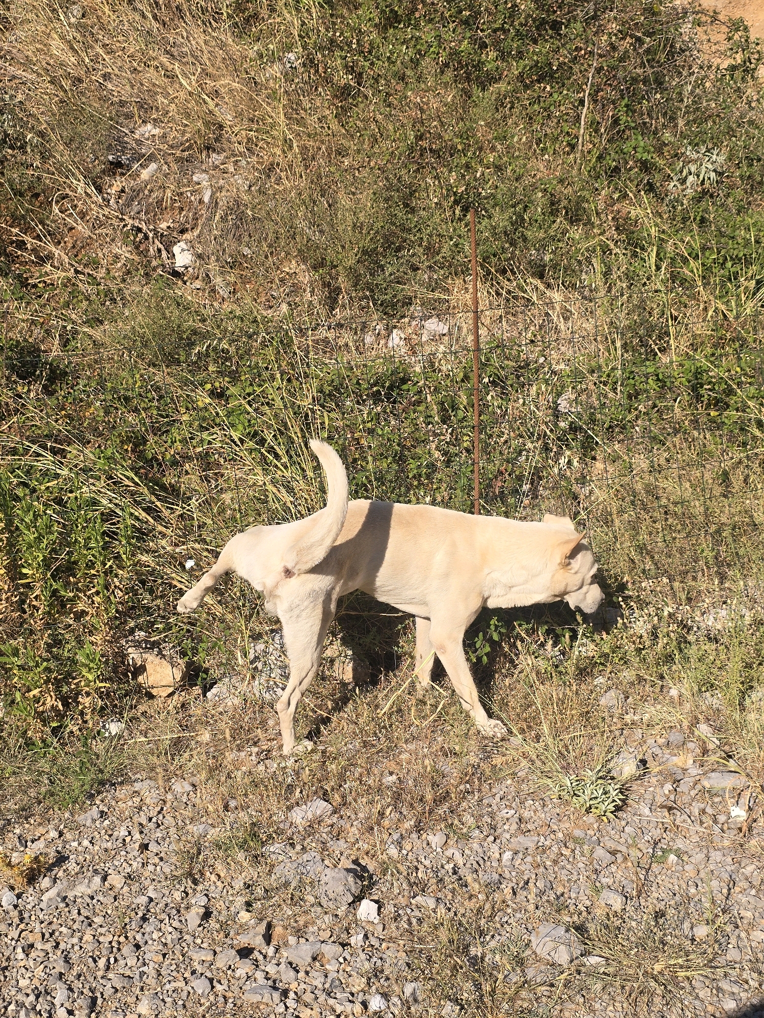 An adult, light-colored dog stands in a dry, grassy area with scattered rocks and a thin, rusty metal pole extending vertically from the ground behind it. The dog is facing away from the camera, with its head lowered as if sniffing the ground. Its tail is held high and curled. The environment suggests an outdoor, undeveloped area, possibly on the outskirts of a city. The lighting indicates it is daytime, with strong sunlight creating shadows.