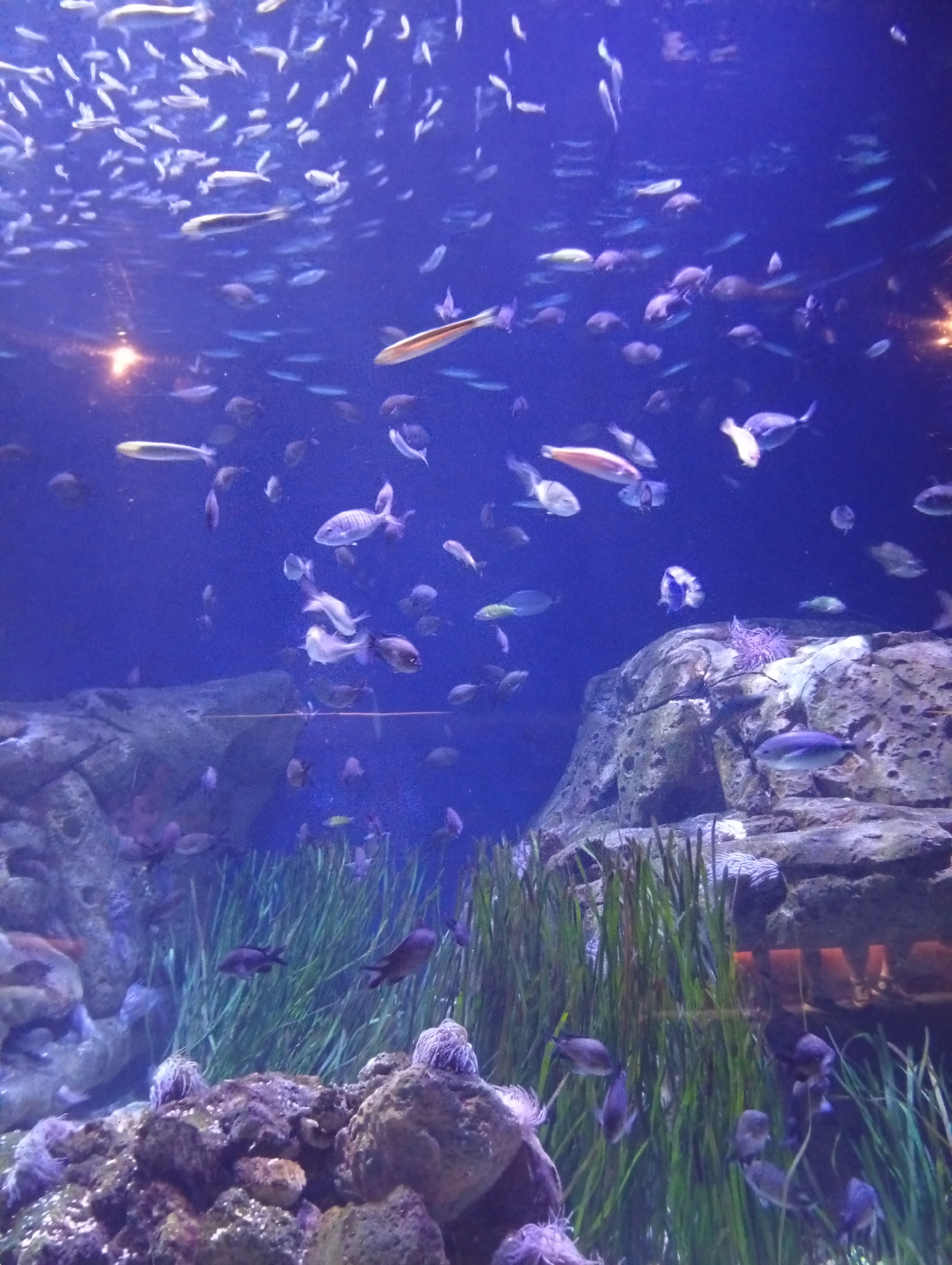 The image shows a large aquarium filled with numerous fish swimming in blue water. The aquarium contains rocks, seaweed, and other decorative elements typical of an underwater habitat. Several fish are visible, varying in size and color, with some swimming in schools and others individually. In the background, there are artificial lights illuminating the scene. The environment appears to be a public aquarium.
This image was taken at the Oceanogràfic, located in the City of Arts and Sciences in Valencia, Spain. The Oceanogràfic is the largest aquarium in Europe and is renowned for its diverse collection of marine life.