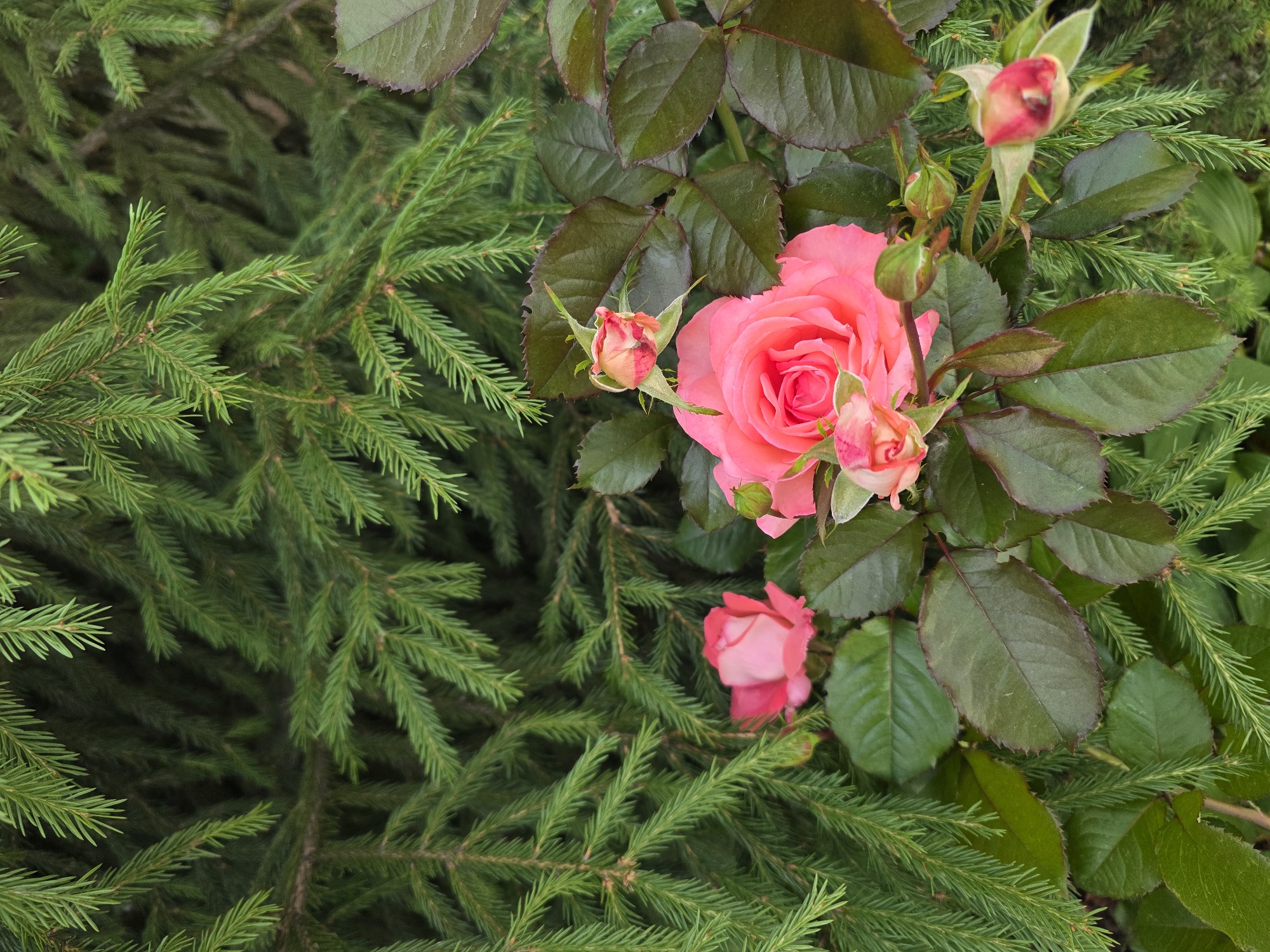 This media file shows a close-up of a pink rose bush with several buds set against a backdrop of dark green pine needles. The rose is in full bloom, with its petals a vibrant shade of pink. Several buds are also visible, some tightly closed and others beginning to unfurl. The leaves of the rose bush are a deep green, with some tinged with red along the edges. The pine needles are fine and feathery, creating a soft, textured background.
The lighting suggests it is daytime, with soft, diffused light indicating it might be overcast or the sun is not directly overhead. The scene appears to be in a garden or natural setting, possibly in Chaikovsky, Russia, given the context. The overall mood is peaceful and natural, highlighting the beauty of the flowers and foliage. There is no visible text in the image. The focus is entirely on the textures and colors of the plant life.