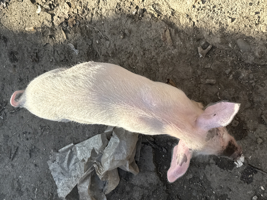 An overhead shot depicts a light pink piglet with sparse white hair positioned vertically on a dry, uneven dirt ground in Bakurtsikhe, Georgia. The piglet's head is lowered towards the bottom of the frame, its snout appearing darker than its body. A dark mark, possibly an ear tattoo or tag, is visible on its left ear. Its curly tail is visible at the top of the frame. The ground environment includes scattered debris: a crumpled grey paper or plastic bag material to the piglet's left, small stones, and faint organic matter like dried leaves or twigs. Strong sunlight illuminates the scene, creating a distinct shadow line across the lower right portion of the image. No people are visible.