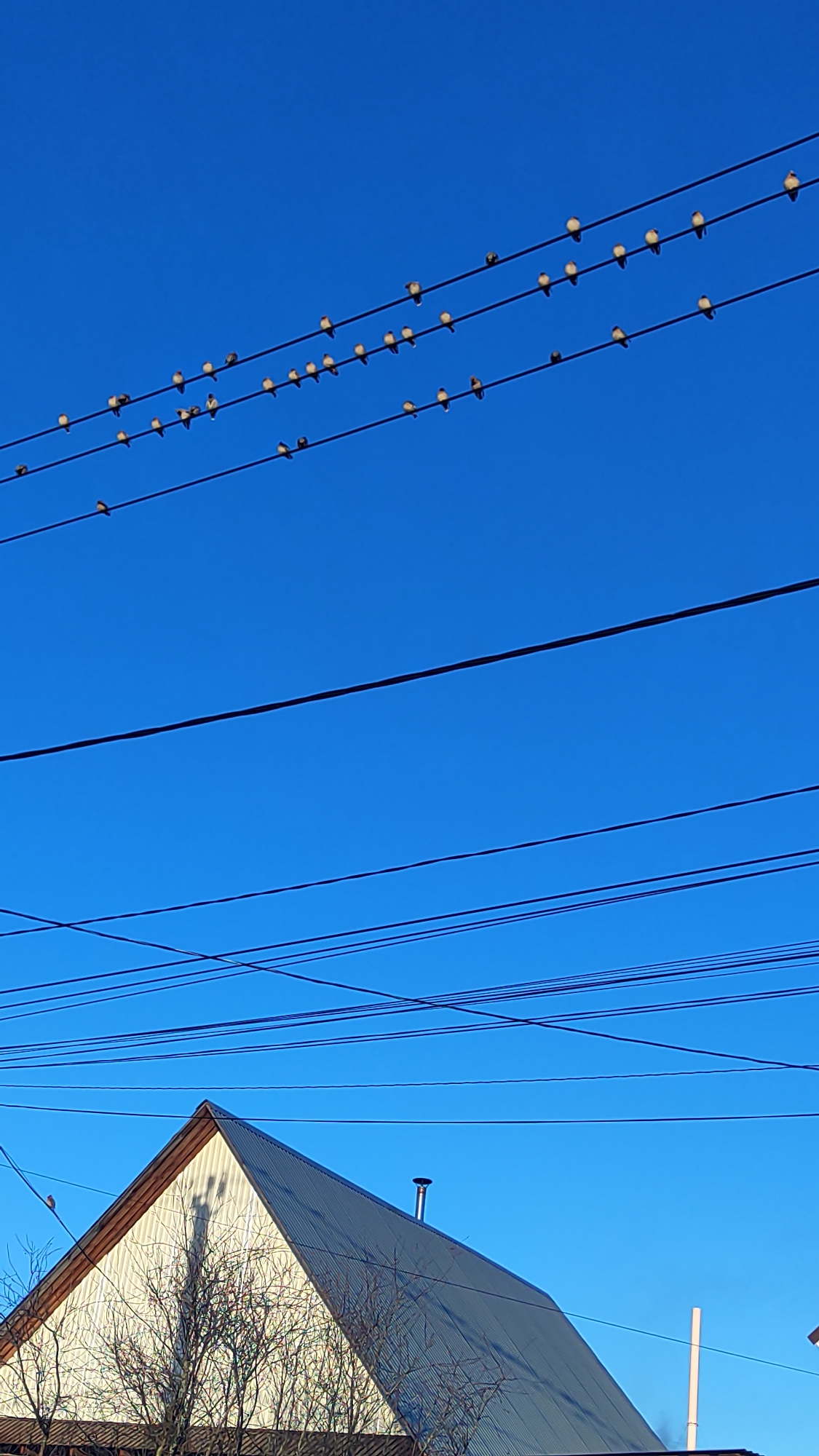 The image depicts a clear, bright blue sky above a residential area, likely in the city of Chaikovsky, Russia, based on the architectural style of the building. Three power lines run horizontally across the upper third of the image, densely populated with small birds perched on them. Further down, additional power lines cross the sky. The lower part of the image showcases a white, gabled house with a metallic roof, a chimney, and bare trees partially obscuring the structure. A tall white pole stands in the background on the right.