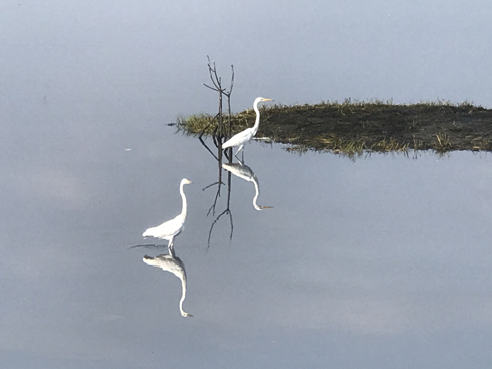 Two white egrets stand in a calm body of water, their reflections visible beneath them. One egret stands on a narrow strip of land covered in green vegetation and sparse, bare branches. The water fills the frame, suggesting a wetland or marsh environment. The scene is quiet and still, with a muted color palette dominated by grays and whites. The location cannot be determined to be Lhokseumawe, Indonesia based on visual information alone.