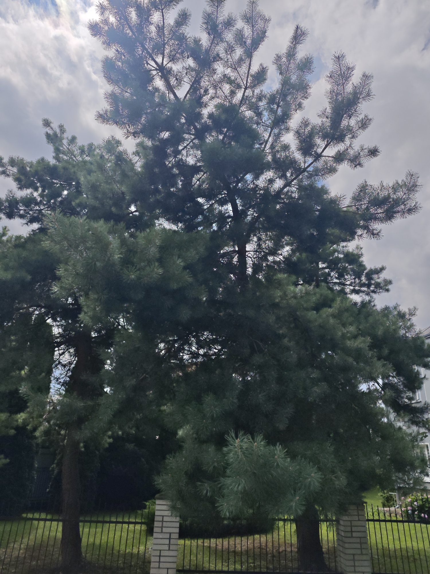 The image shows a large evergreen tree, likely a pine, with dense foliage dominating the frame. The tree's branches extend upwards and outwards, with clusters of needles visible. The sky above is partly cloudy, with some sunlight filtering through. In the foreground, a black metal fence runs horizontally across the image, supported by brick pillars. Beyond the fence, a patch of green grass is visible. A building facade with windows can be seen on the right side of the image, peeking through the tree's branches. The overall scene suggests an outdoor environment, possibly a park or residential area.