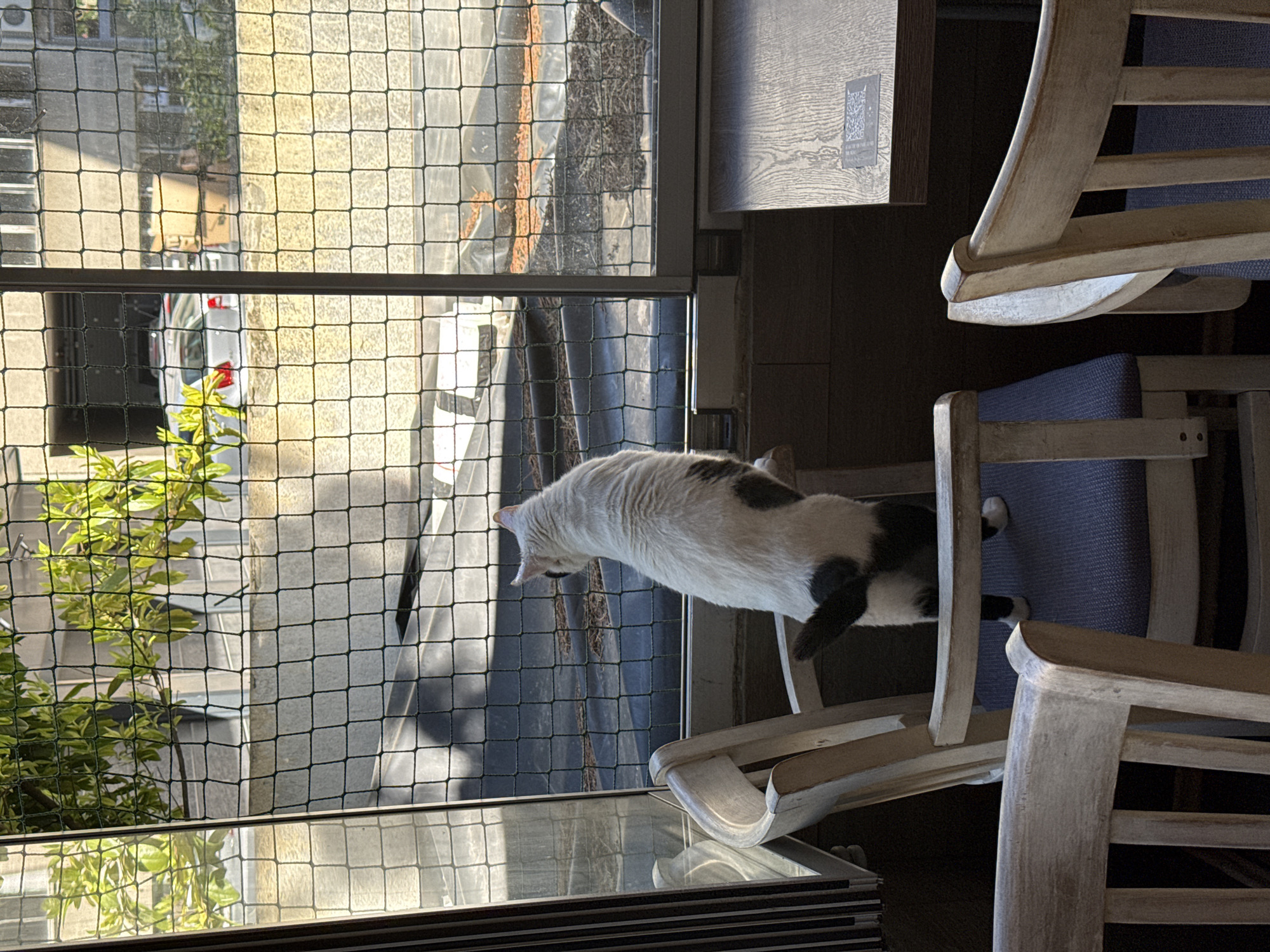 The image displays an indoor scene looking out through a window or balcony, presumably in the City of Zagreb, Croatia. The main subject is a black and white cat, stretching or leaning forward as it gazes out. The cat's front paws are near the window ledge, while its hindquarters and back paws rest on a light-colored wooden chair with a blue fabric seat.
Two such wooden chairs are visible in the room, positioned next to a dark wooden table or surface. A small, unreadable QR code is affixed to this table surface. Bright natural light streams in, casting strong shadows from the furniture and the protective net covering the window/balcony opening.
Beyond the black safety net, the exterior view reveals a vibrant green leafy plant directly outside the window. Parts of a white vehicle are discernible below, and concrete building structures or walls are visible in the background, suggesting an urban or residential setting. The strong sunlight indicates it is daytime with clear weather.