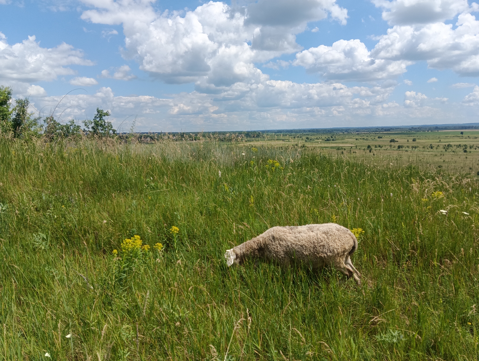 A single sheep is grazing in a vast, green, grassy field under a bright blue sky with fluffy white clouds. The sheep, positioned in the lower right quadrant of the image, is facing left and appears to be eating grass. The field is characterized by tall, lush green grass mixed with some yellow wildflowers. In the background, the landscape stretches out to a distant horizon, featuring more fields, scattered trees, and a faint hint of a town or settlement. The overall scene depicts a rural, open, and natural environment on a sunny day.