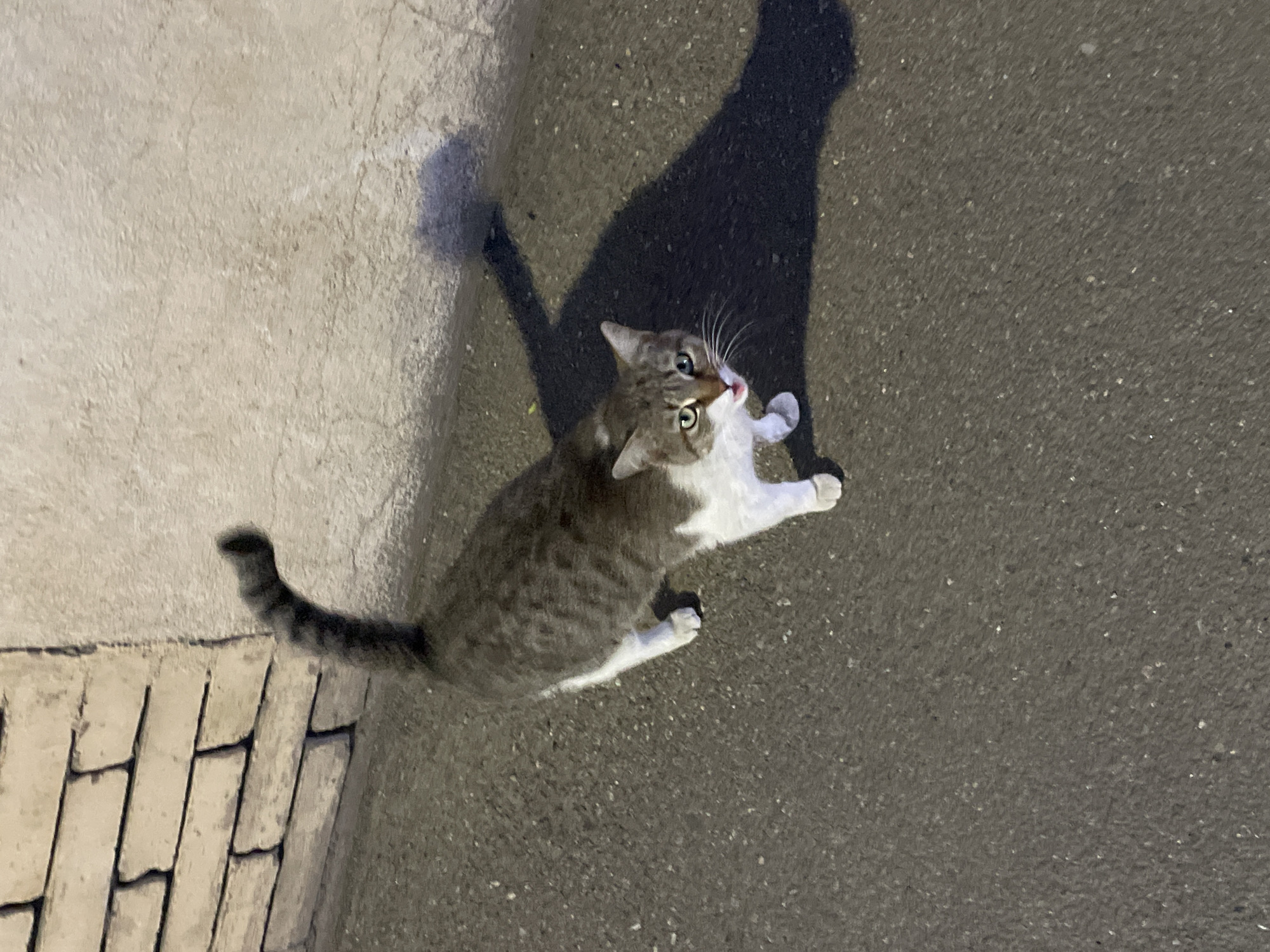 A high-angle shot captures a gray tabby cat with white markings, positioned on a dark gray asphalt surface. The cat is looking upwards with its front paws slightly raised. A shadow of what appears to be a person and the cat is cast nearby. To the left, there's a section of concrete paving stones. The setting is likely an urban environment, and the image was possibly taken in Tbilisi, Georgia.