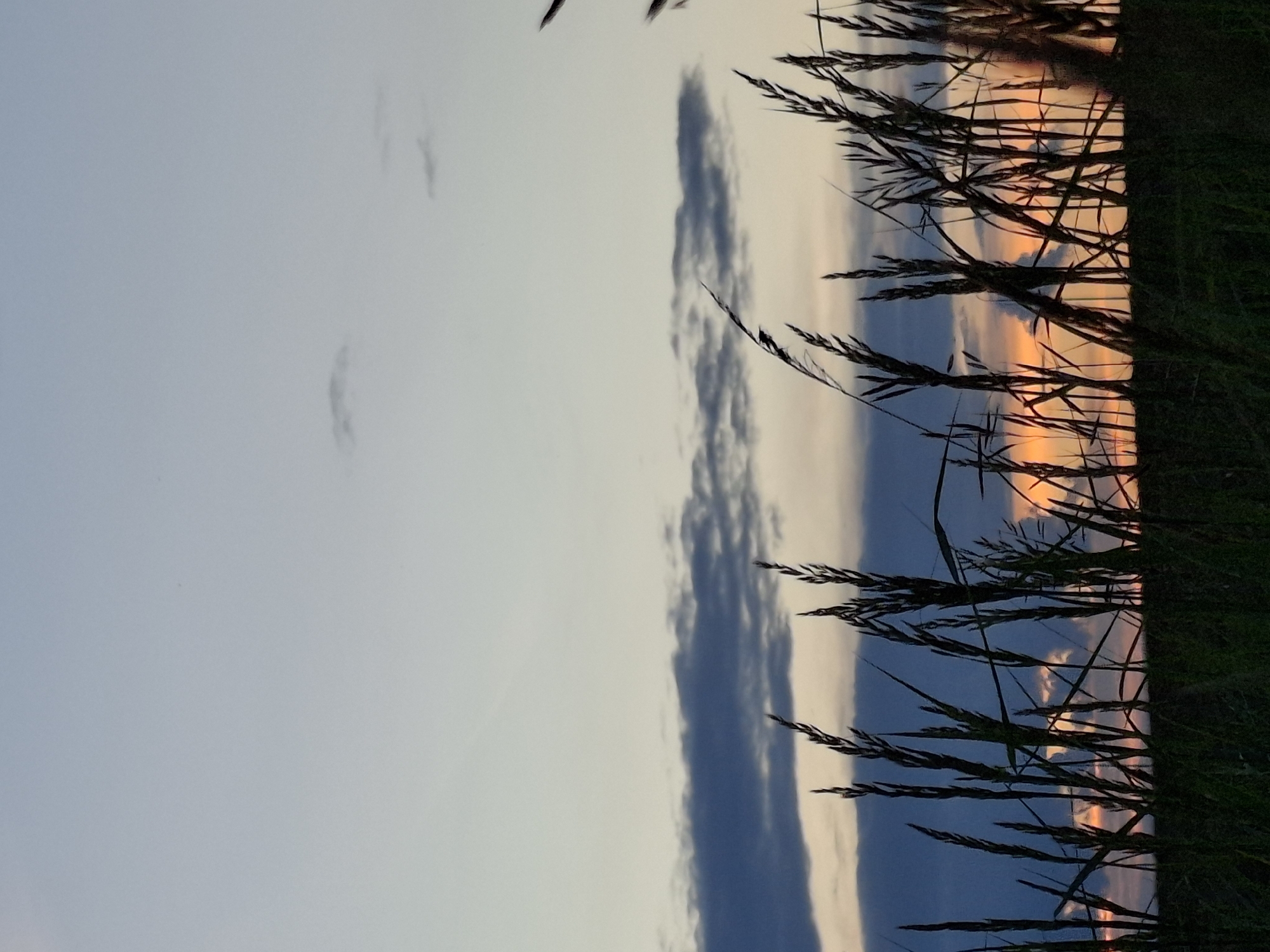 The image shows a natural scene, likely a field or meadow, with tall grass in the foreground. The sky is a canvas of soft colors, transitioning from a pale blue or grey on the left to warmer hues of orange and pink on the right, suggesting either sunrise or sunset. Wispy clouds are scattered across the sky, with one prominent, dark grey cloud formation running vertically through the middle of the frame. Silhouetted against the colorful sky, the grass stalks are dark and feathery, creating a textural contrast with the smooth expanse of the sky. The overall mood is peaceful and serene, characteristic of a quiet moment in nature. There is no visible text in the image. The setting could be in Chaikovsky, Russia, given the context.