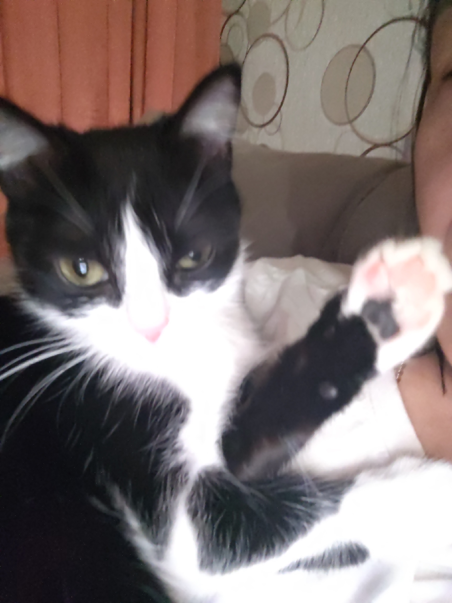 A close-up photograph shows a black and white cat with green eyes, a pink nose, and long white whiskers. The cat is facing the camera, with one paw raised and extended towards the viewer. The paw is mostly pink with a black spot. The background is blurry and includes an orange curtain, wallpaper with a circle pattern, and a person with dark hair and tan skin. The location is unknown.