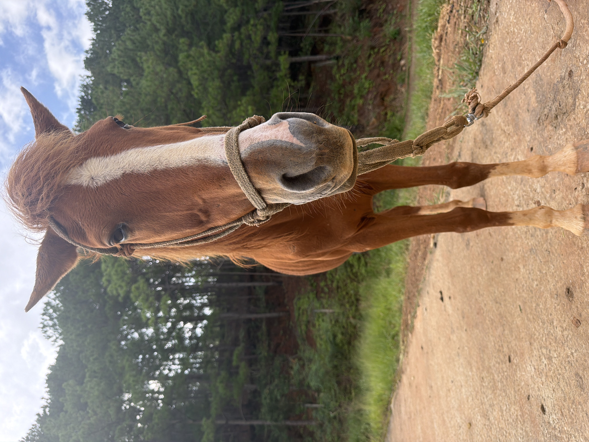 A close-up, low-angle shot captures a brown horse standing on a dirt path, its head facing the camera. The horse has a white blaze down its forehead and a rope halter around its head. In the background, a dense forest of tall pine trees covers a hillside, with a cloudy sky overhead. The setting appears to be rural, possibly on the outskirts of Da Lat, Vietnam, a city known for its pine forests and cooler climate. The ground is a mixture of dirt and scattered stones. The overall impression is one of a natural, serene environment.