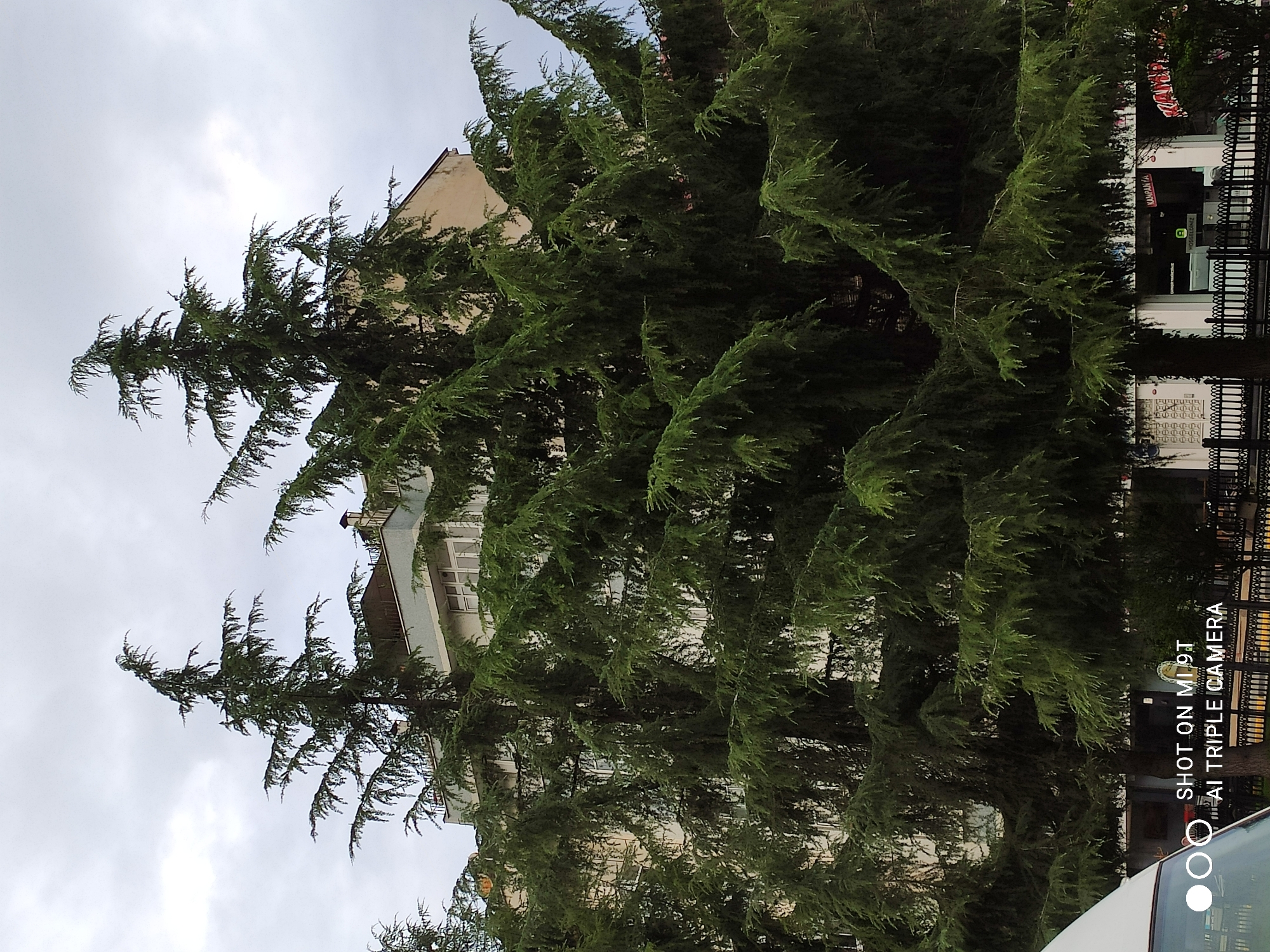 The image captures a view of a street in Trabzon, Turkey, dominated by a large evergreen tree in the foreground. The tree's dense foliage, characterized by long, drooping branches and needle-like leaves, partially obscures the background. Behind the tree, a multi-story building with a light-colored facade and a blue-grey upper section is visible. The building has several windows, some of which appear to be large and reflective. The sky is overcast, with a grey, cloudy appearance.
At the bottom of the image, a white vehicle is partially visible on the left side. The text "SHOT ON MI 9T AI TRIPLE CAMERA" is superimposed on the lower left corner, indicating the device used to capture the photograph. Below the building and behind a black wrought-iron fence, several storefronts are discernible. One sign reads "KAMPANYA," and another displays "HOŞGELDİNİZ," a Turkish phrase meaning "Welcome." The overall impression is that of an urban street scene on a cloudy day, with lush greenery contrasting with the architectural elements.