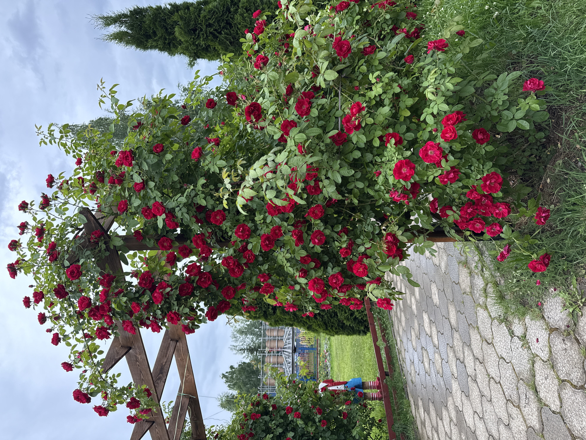 A dense, vibrant bush of red roses climbs an arched wooden pergola. The roses are in full bloom, with numerous red flowers and green leaves. To the left of the pergola, another rose bush is visible. A stone pathway with a decorative pattern leads into the scene from the bottom left. Beyond the pathway, a green lawn is visible, with a red wooden fence running across it. In the distance, on the lawn, stands a figure dressed in red and blue clothing, possibly a garden gnome or statue. Further back, there are some cylindrical structures and what appears to be a playground ride. Two tall, dark green evergreen trees stand behind the rose bushes, and the sky above is overcast with grey clouds. The location is implied to be the city of Chaikovsky, Russia, likely a park or garden area.