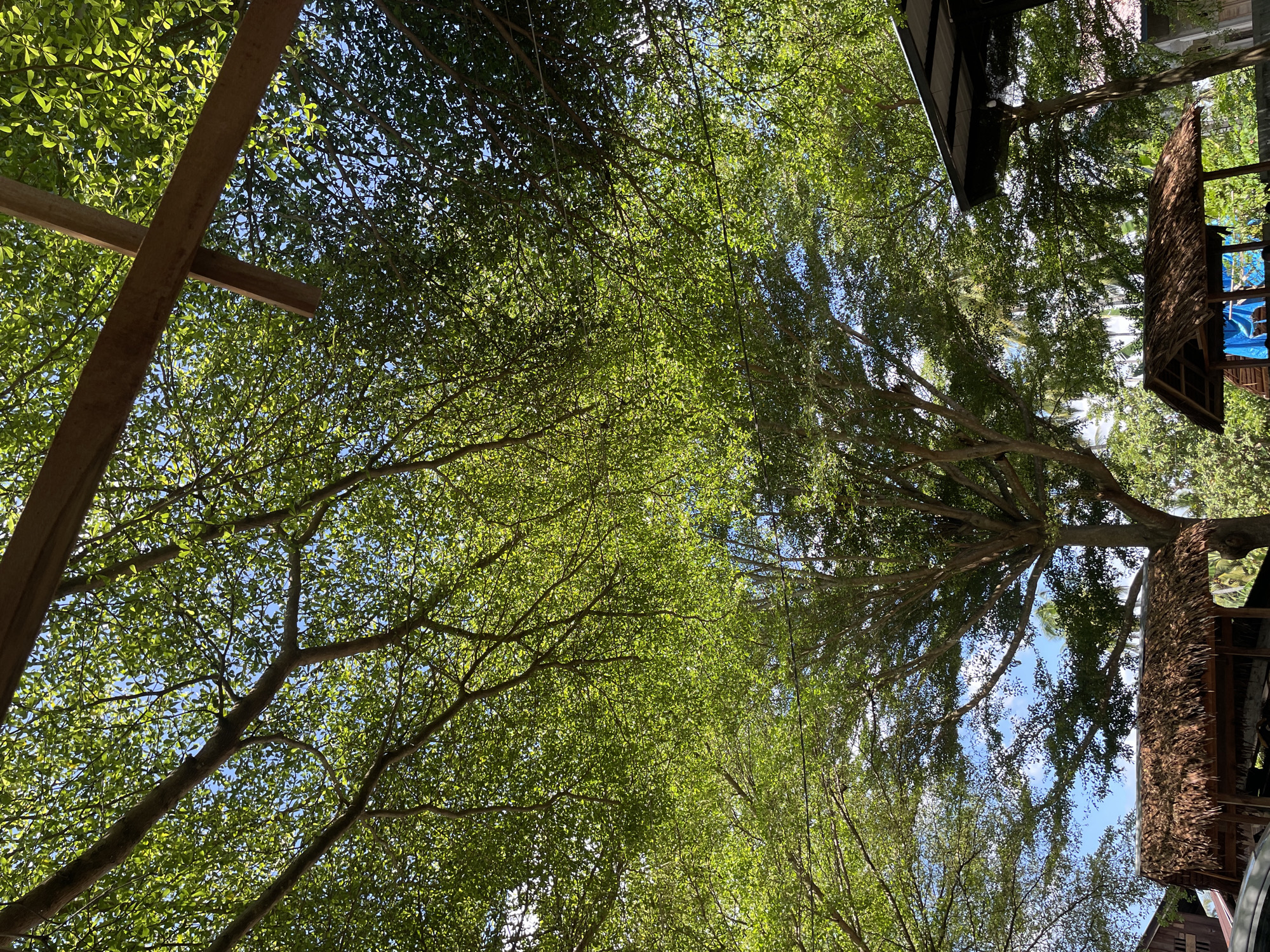The image depicts a low-angle shot through a canopy of green trees, with glimpses of blue sky visible between the leaves, taken in Pasar Paloh, Indonesia. A wooden beam structure is visible on the left side of the frame. On the right side, parts of thatched-roof structures with darker roofs and exposed frames can be seen. The light is bright and filters through the foliage.