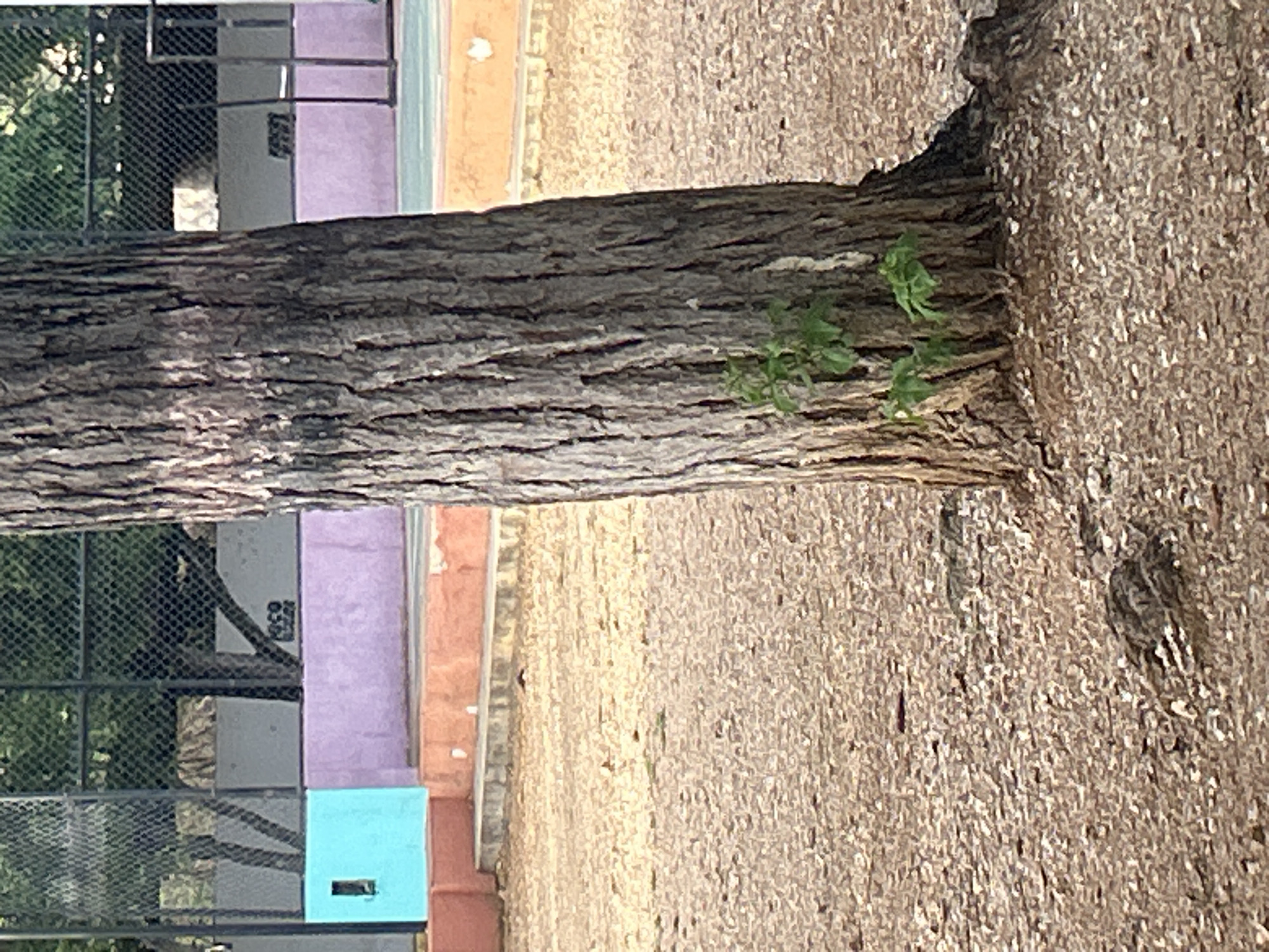 The image depicts a tree trunk in the foreground, with a patch of small green plants growing at its base. The ground is covered in small, light brown gravel. In the background, a fence made of black metal mesh is visible, with trees and foliage behind it. Below the fence, there are two structures: one is a bright teal cube with a small rectangular opening, and next to it is a purple horizontal rectangular structure. Further in the background, there appears to be a sports court with an orange border. This scene is likely located within a park or recreational area in Santa Ana, Venezuela. There are no people or animals visible in the frame.