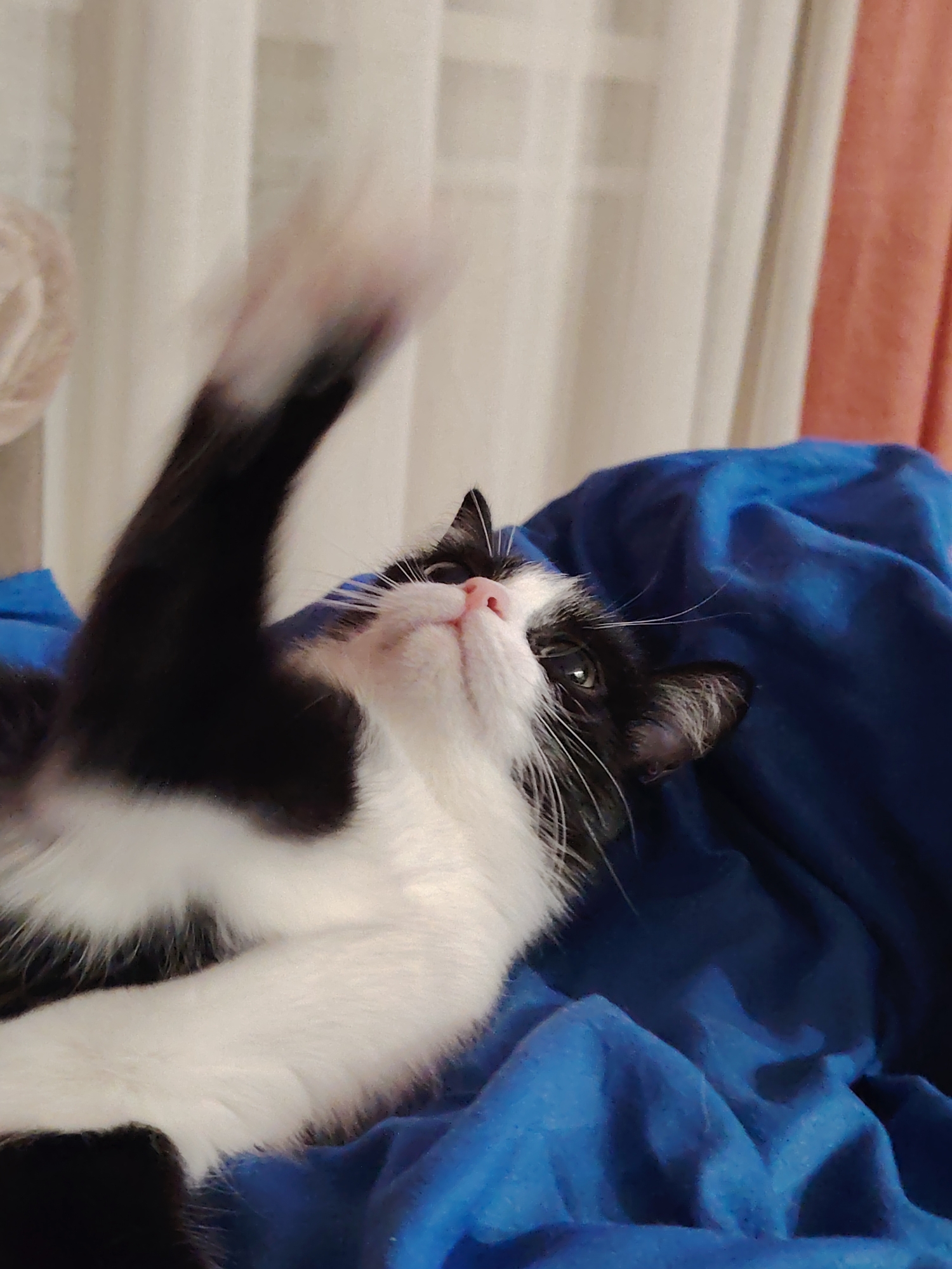 A close-up shot depicts a black and white cat lying on blue crumpled fabric. The cat's head is tilted upwards, and its paw is raised in a blurry motion. The cat has a pink nose and white whiskers. The background consists of curtains. The location is Unknown, Unknown.