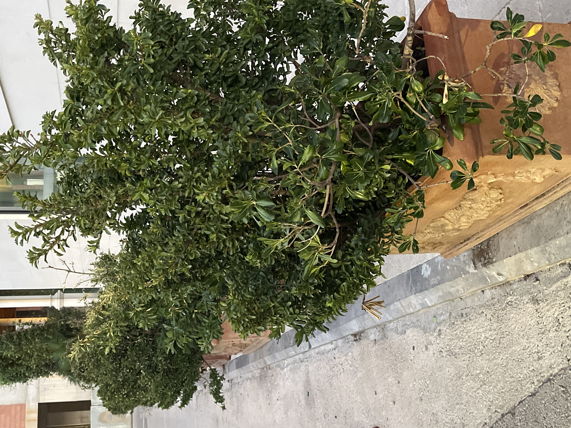 The image shows a row of large terracotta planters filled with lush green bushes and trees, lining a concrete sidewalk. The planters are ornate, with carved reliefs. The bushes are dense and leafy, with some bare branches visible. The sidewalk appears to be made of concrete and has a slight incline. In the background, a white building with architectural details and a glimpse of a modern building can be seen. The scene suggests an outdoor setting in a well-maintained urban area, possibly a promenade or a commercial street. The specific location in Budva, Montenegro, is not explicitly identifiable from the visual elements alone but the overall aesthetic aligns with areas often found in European coastal towns.