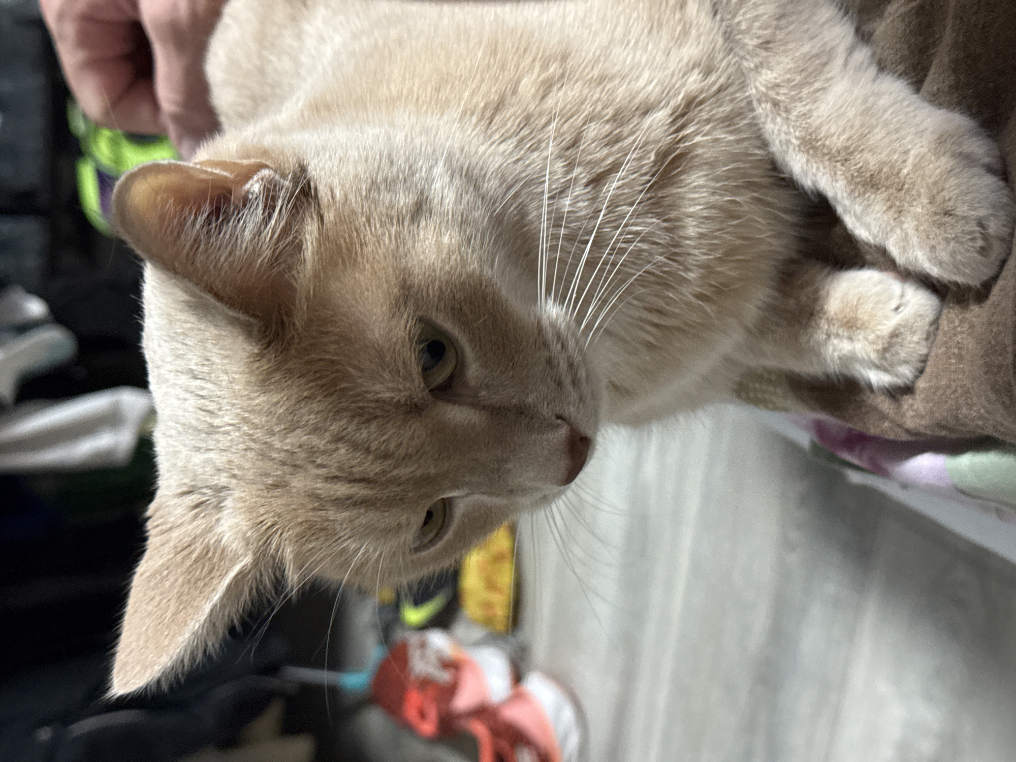 A light-fawn or cream-colored domestic cat is resting indoors, with its head turned slightly to the right and looking downwards. The cat's body is oriented vertically in the frame, suggesting it is lying on its side on a soft surface. Its fur is short and soft, and prominent long white whiskers fan out from its muzzle. One ear is clearly visible, showing a pink interior with a small reddish spot or mark within the folds. Its eyes are open, revealing light green or hazel irises.
A human hand, with fingers and part of a palm, is visible in the upper left portion of the image, appearing to gently touch or hold the cat's back. The cat's front paws are curled up, resting on a soft, textured brown surface, likely a blanket or cushion. The background is blurred and indistinct, featuring various soft furnishings or clothing in muted tones, with occasional hints of brighter colors like green, yellow, and orange further back. The overall impression is one of a calm and relaxed cat in a comfortable indoor environment. No specific time of day is indicated, but the lighting suggests a well-lit space. There is no visible text in the image. The scene takes place in Chaikovsky, Russia.