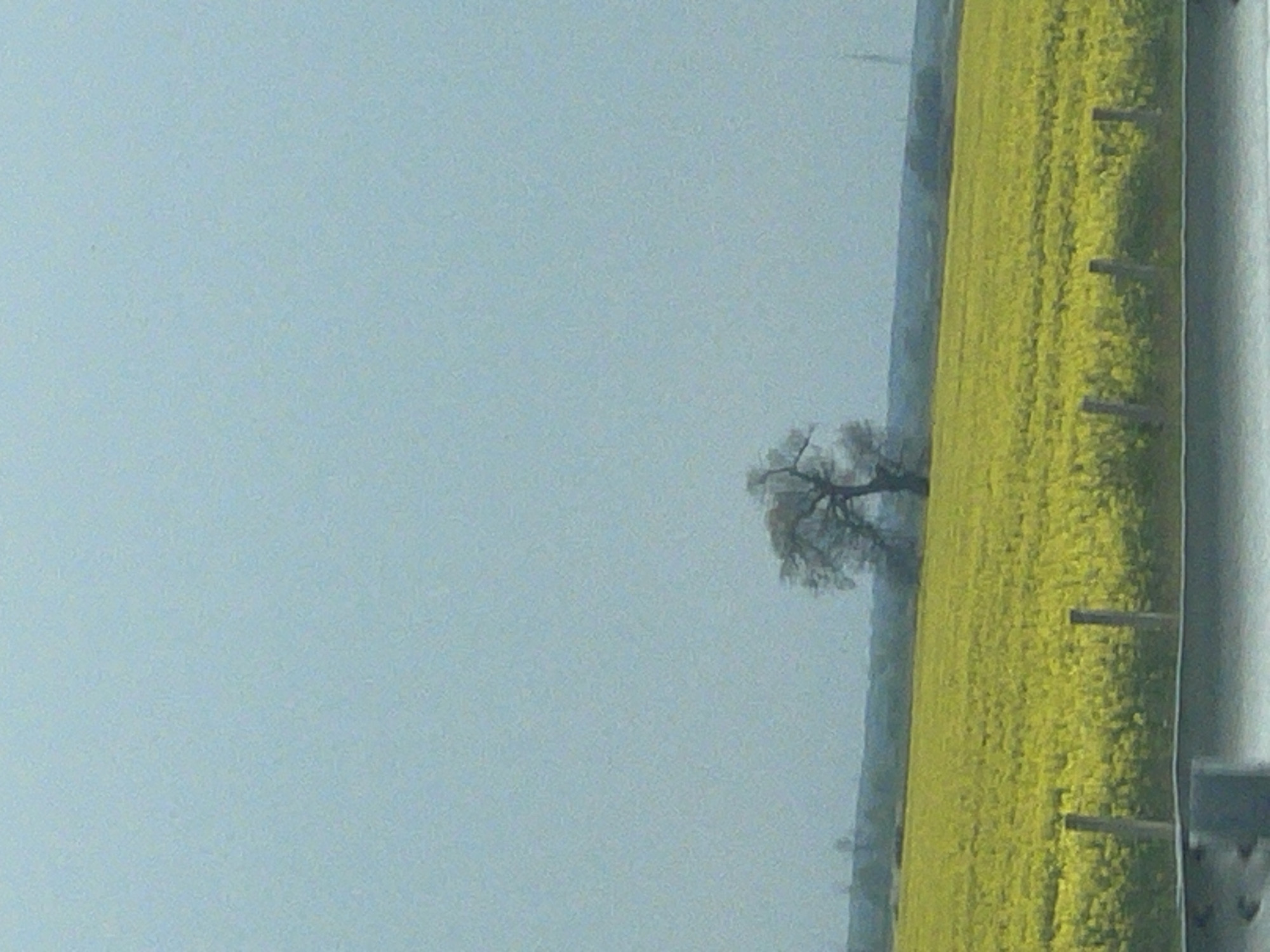 The image shows a field of yellow flowers, likely rapeseed, in a rural landscape near Загорци, Bulgaria. A lone tree is visible in the middle ground. A fence line runs along the edge of the field, and a utility pole is on the right edge of the image. The sky is overcast.