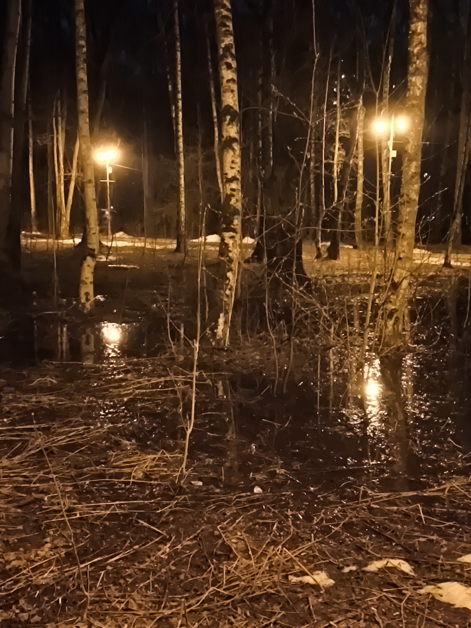The image depicts a nighttime scene in a wooded area near Khimki, Russia. Several birch trees stand partially submerged in water, their white trunks visible under the illumination of streetlights. The ground is covered in fallen branches and leaf litter. Light from the streetlights reflects on the water's surface.